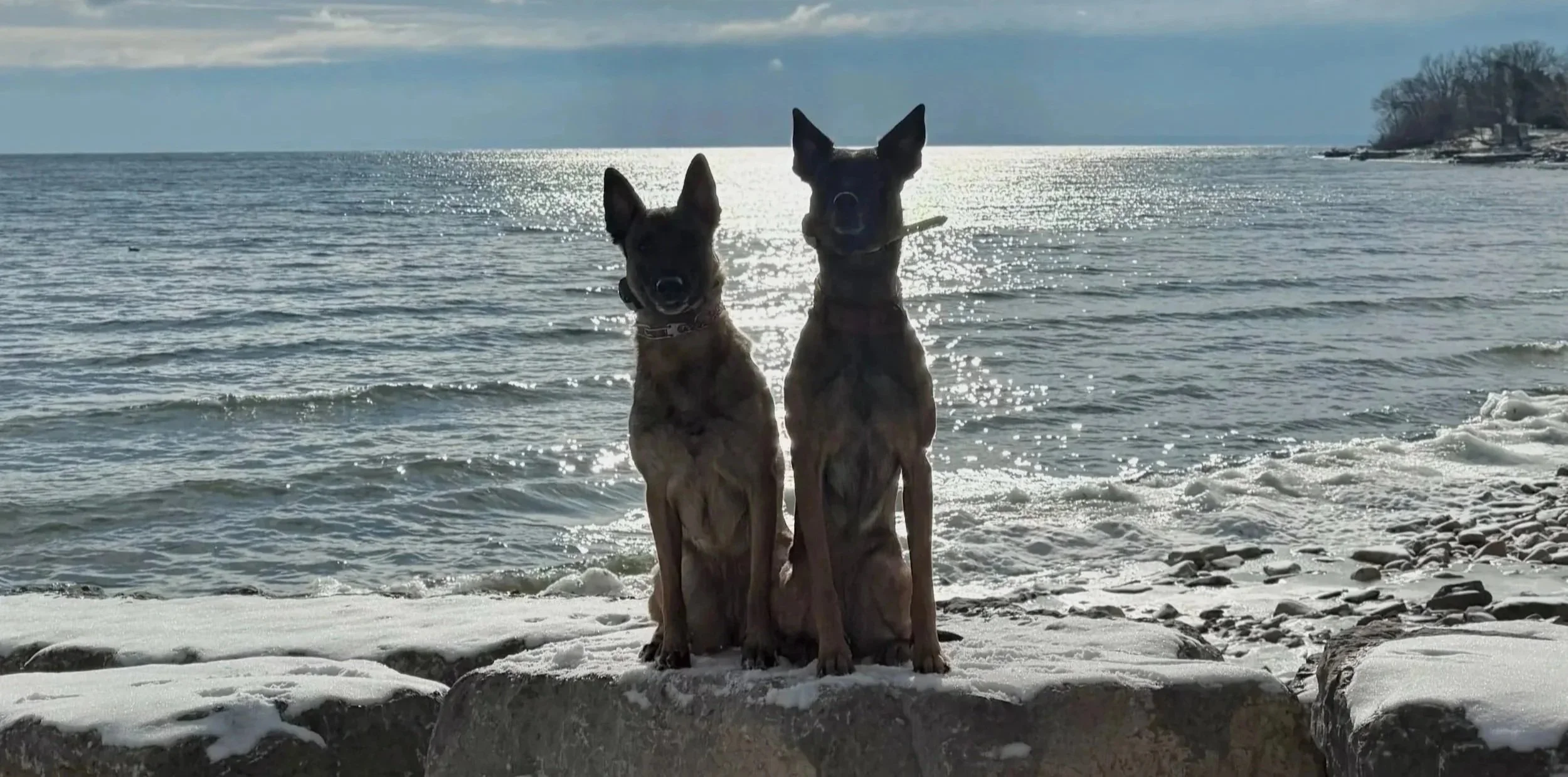 Two dogs calmly sitting at the lakeshore, demonstrating neutrality and focus during real-world training with Lakeshore Canine in Oakville.