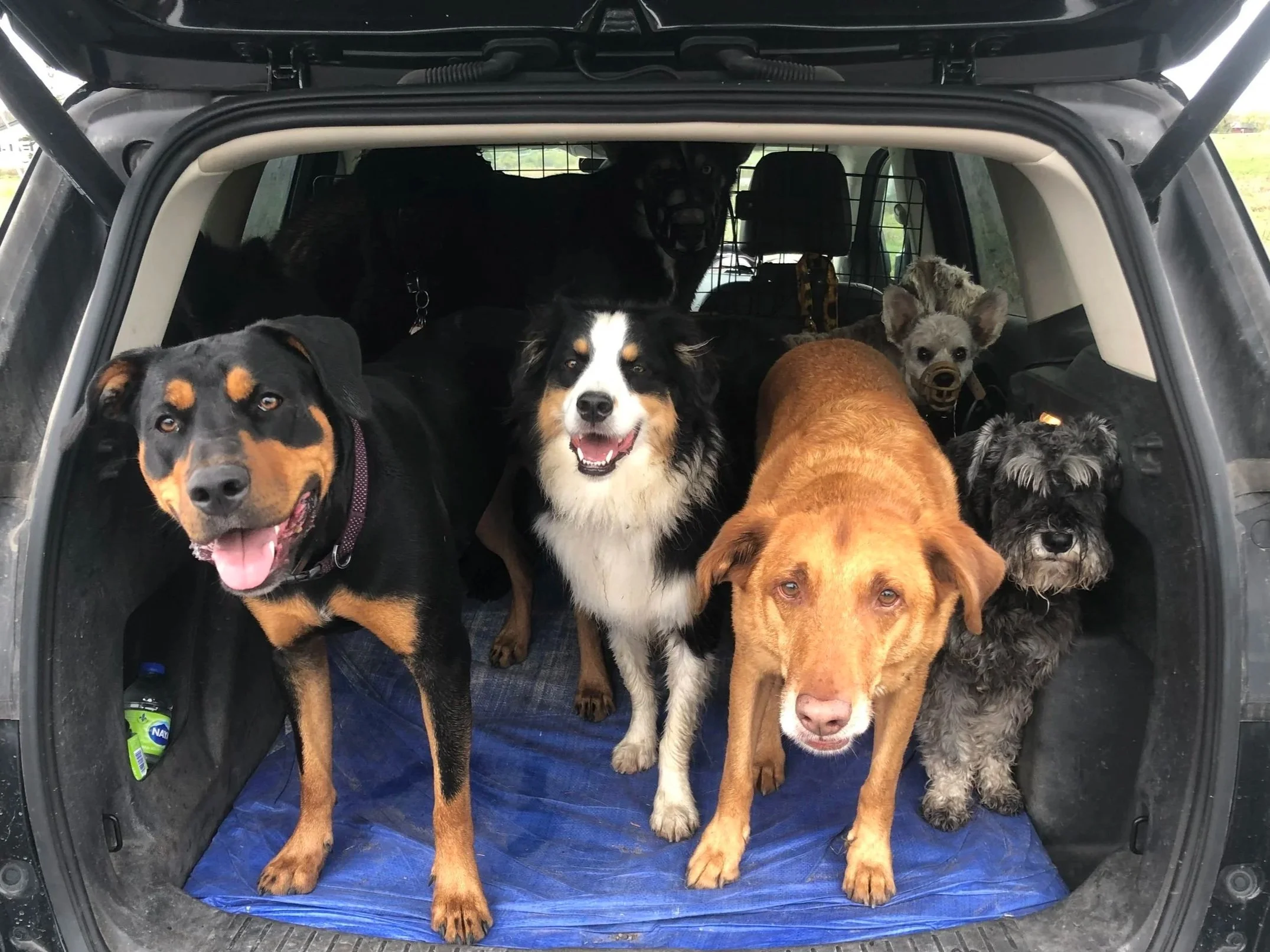 Calm pack training and transport with Lakeshore Canine in Oakville.