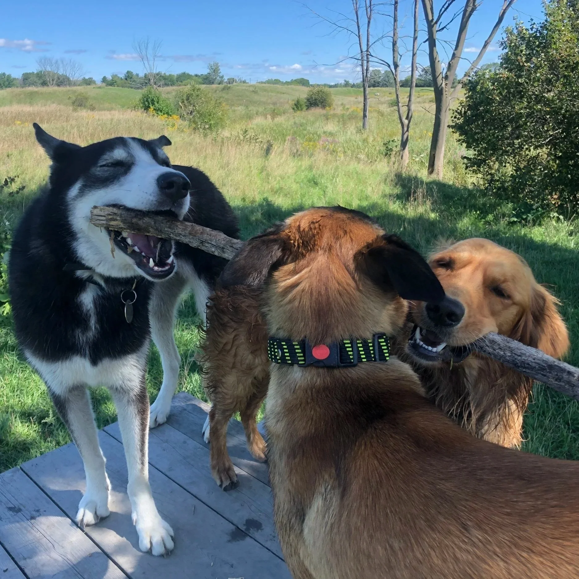 Structured play and engagement during professional dog training in Oakville.