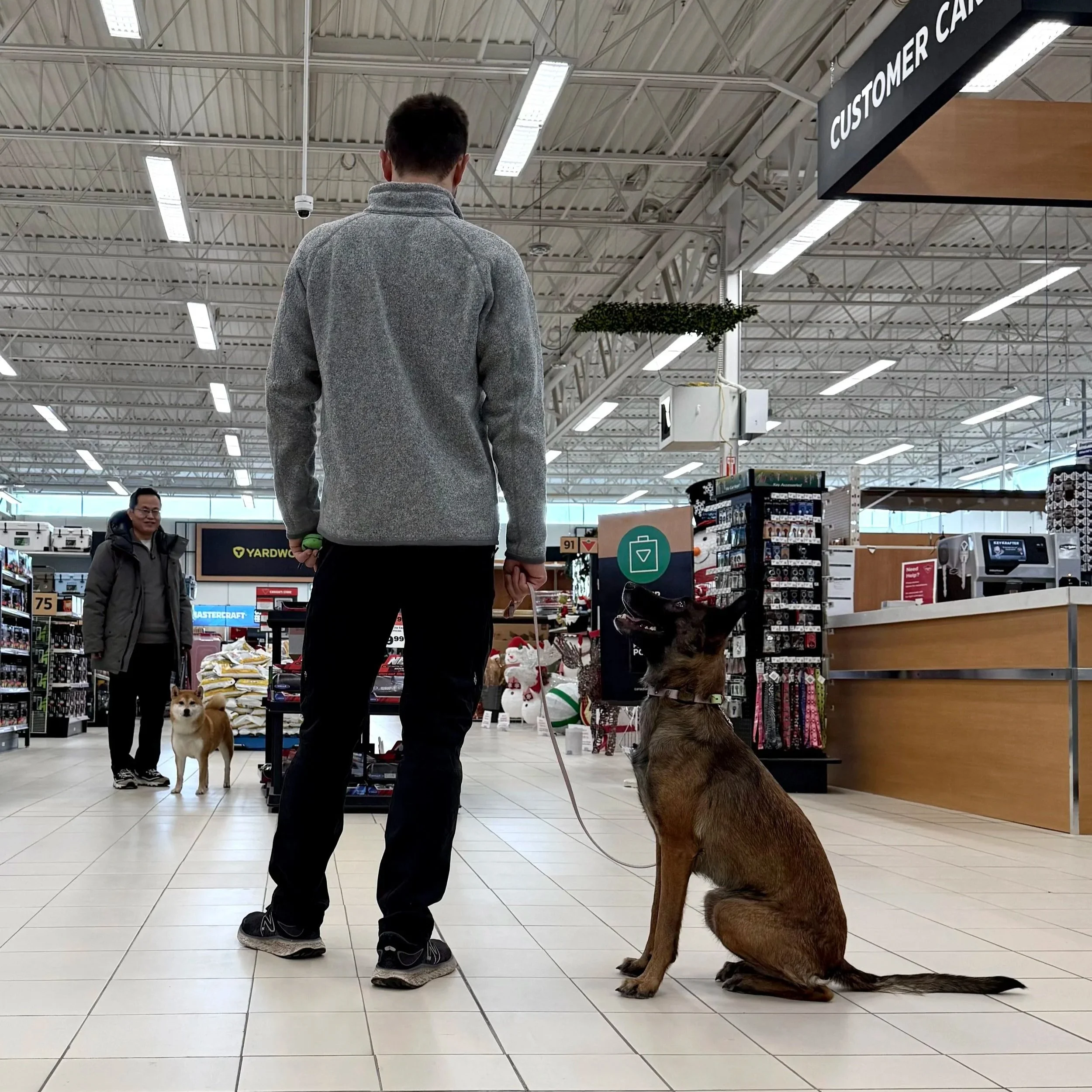 Real-world dog training session inside a public store in Oakville.