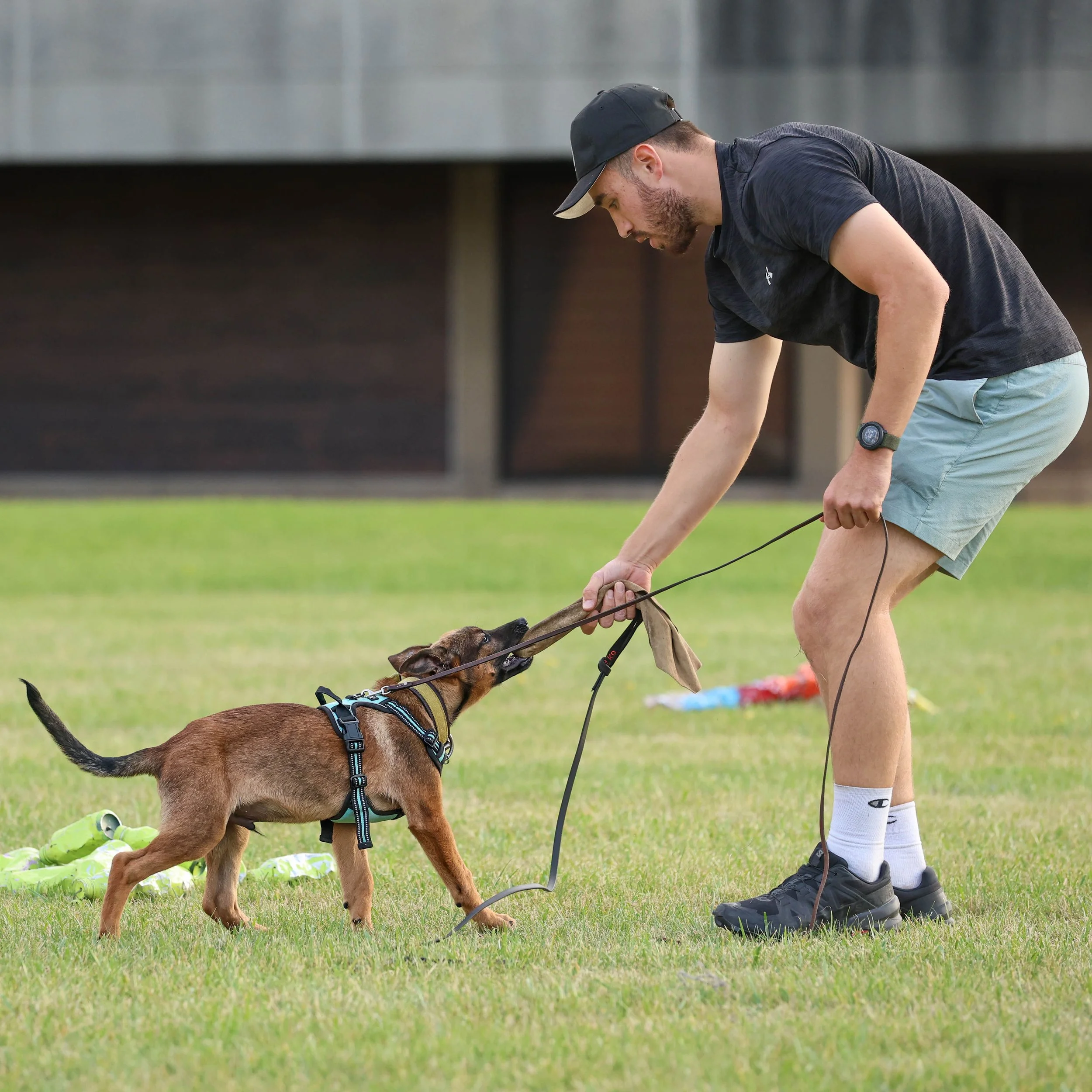 Puppy engagement and play-based training in Oakville.