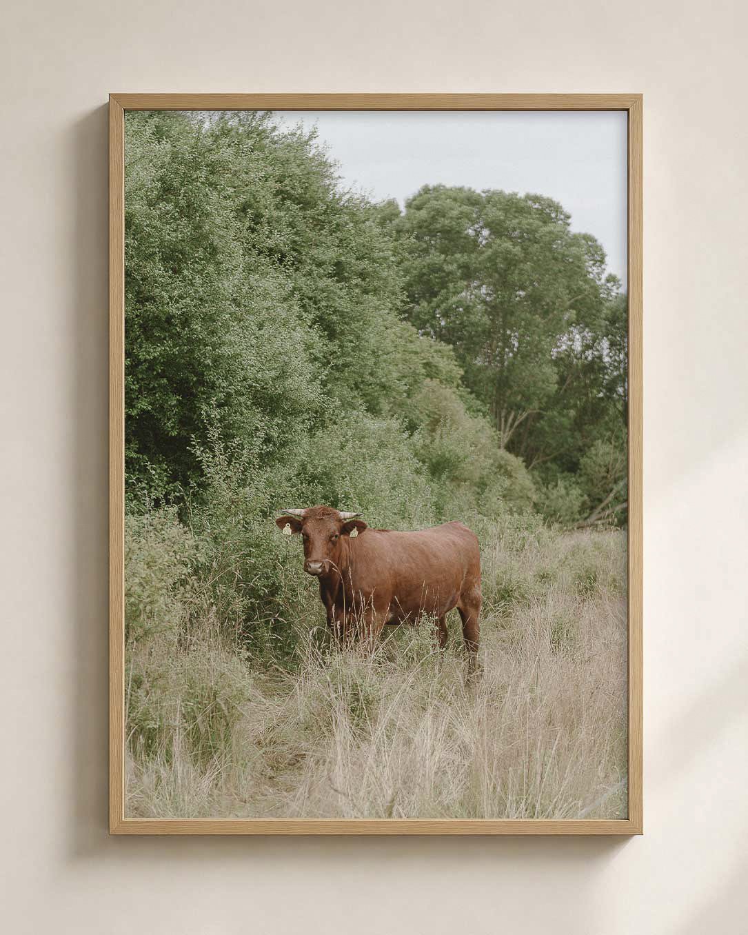 BROWN_COW_PHOTO_MOCKUP.jpg