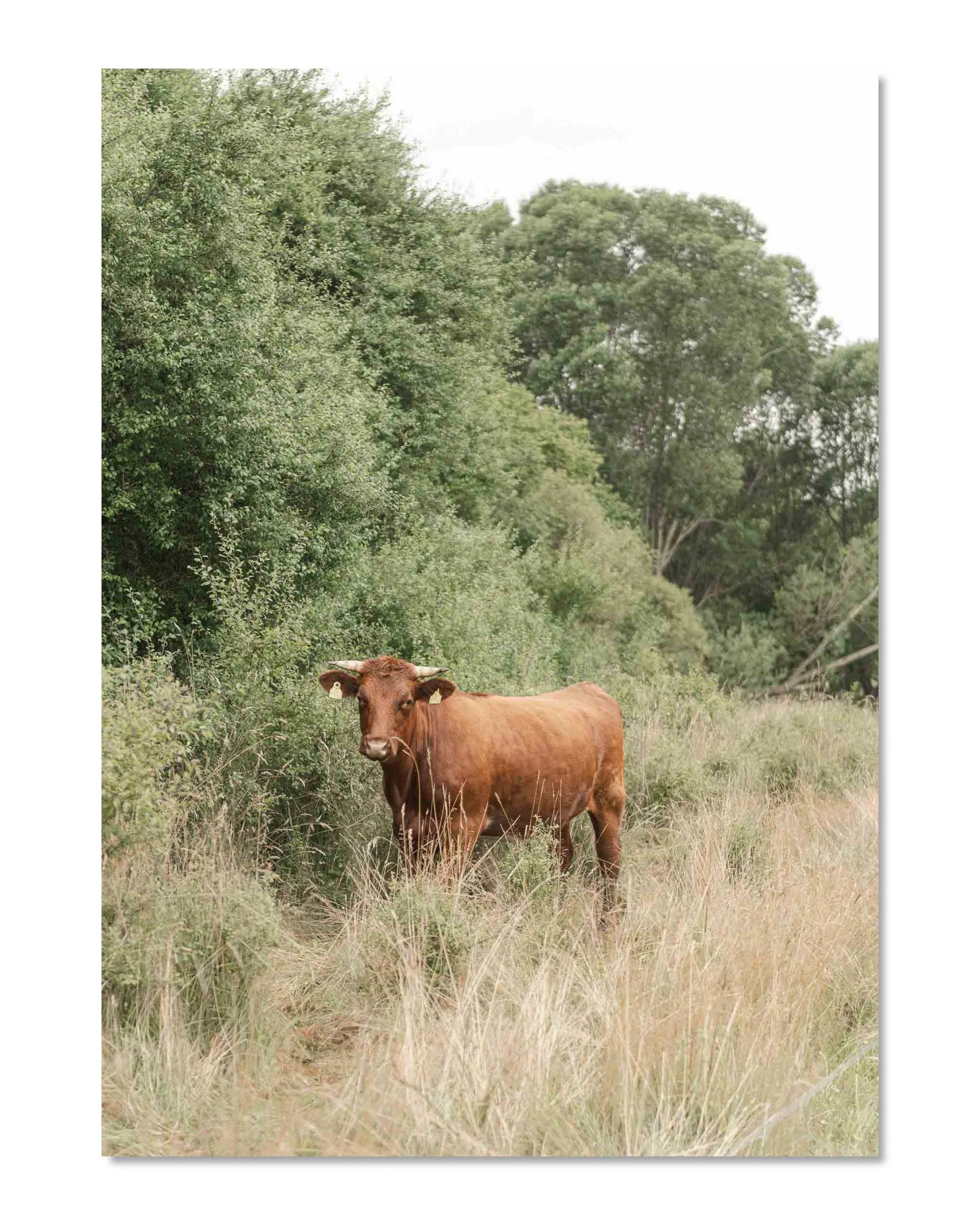 BROWN_COW_PRINT_04.jpg