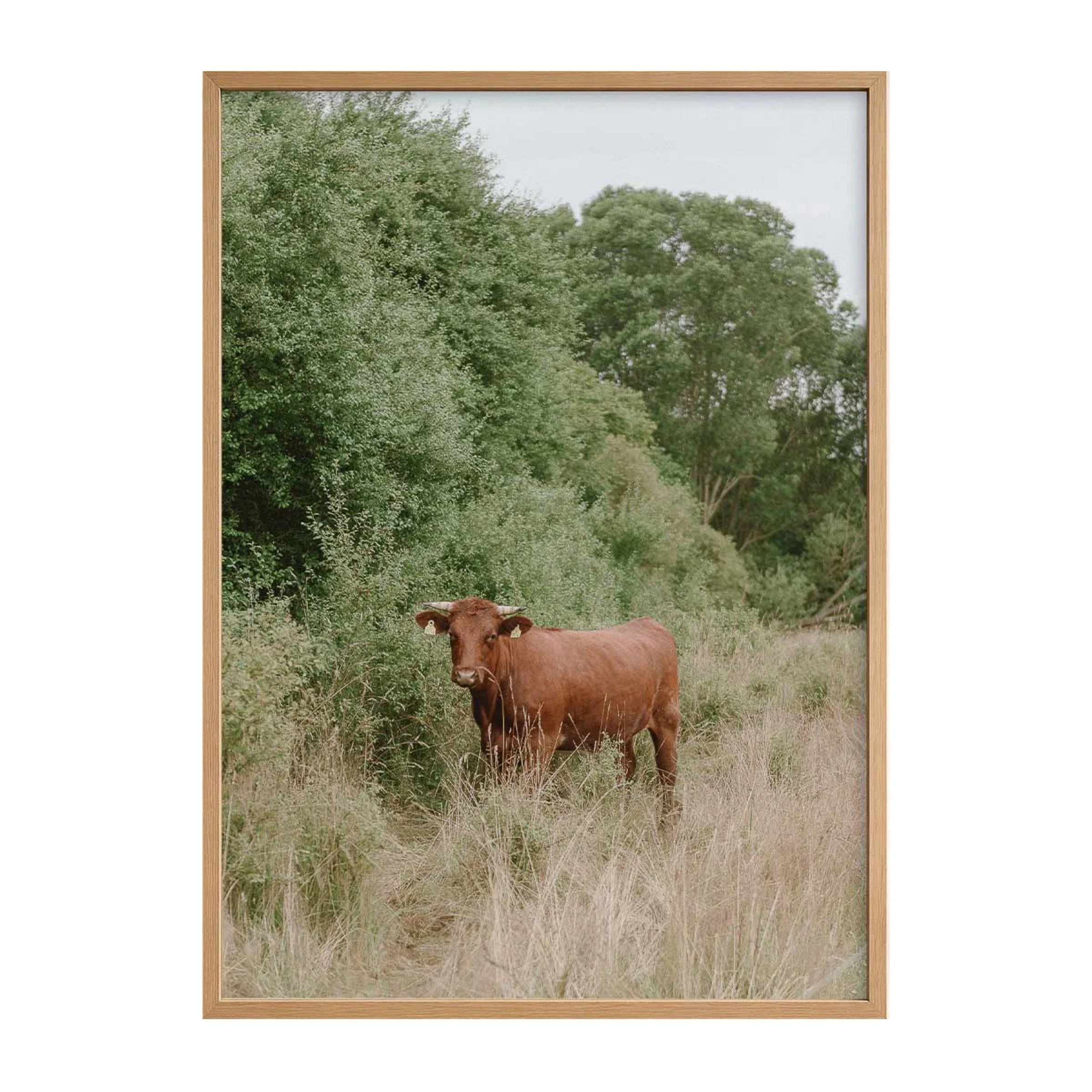 The Cow