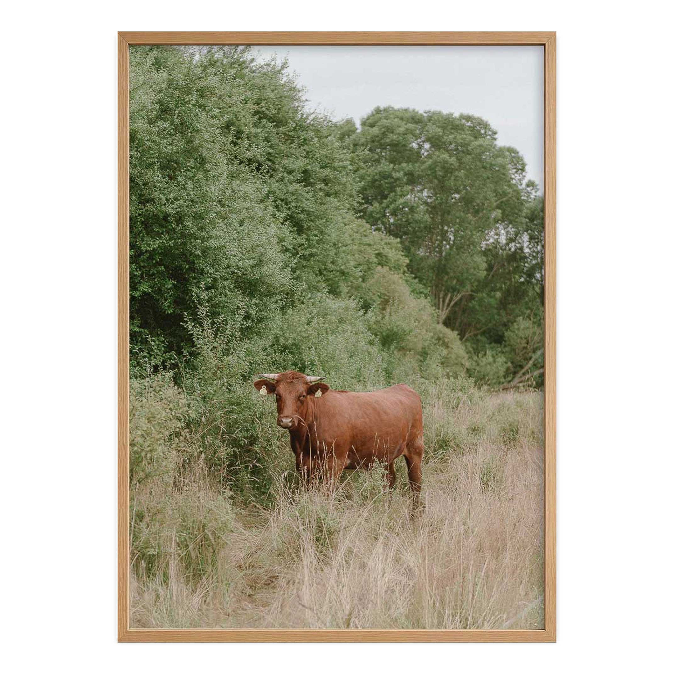 Brown Cow