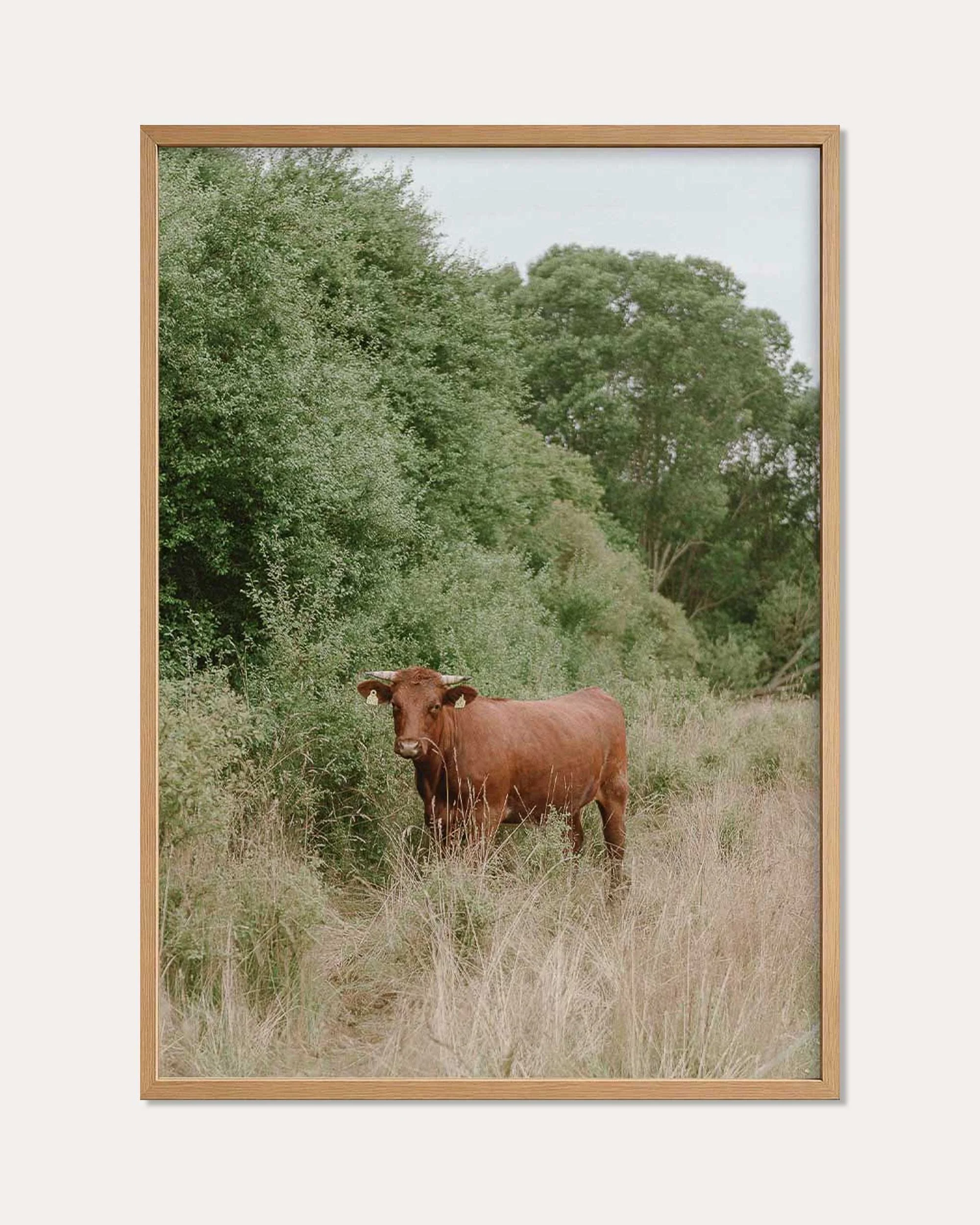 BOWN_COW_PHOTOGRAPHY_IN_FRAME.jpg