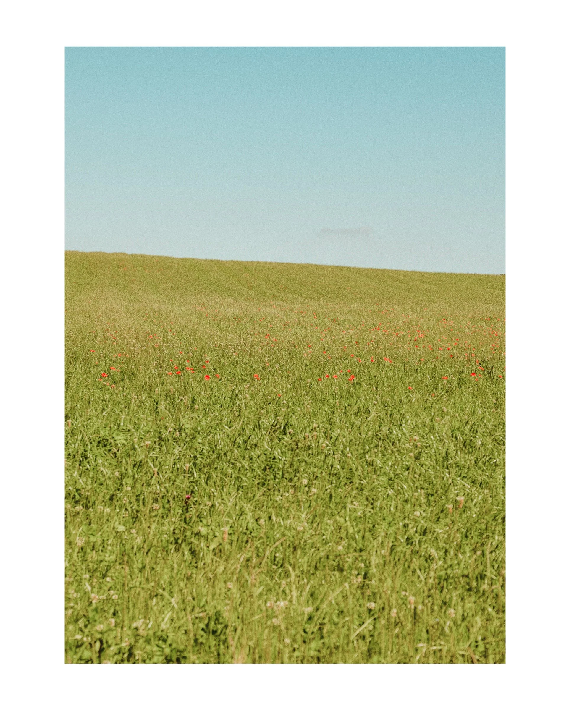 WHERE THE GRAS ENDS PHOTO.jpg