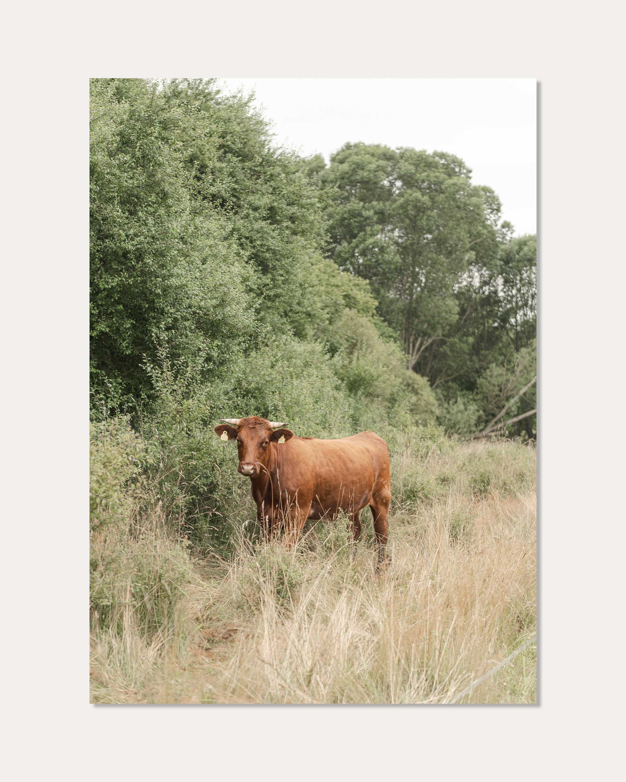 BROWN_COW_PHOTO_PRINT.jpg