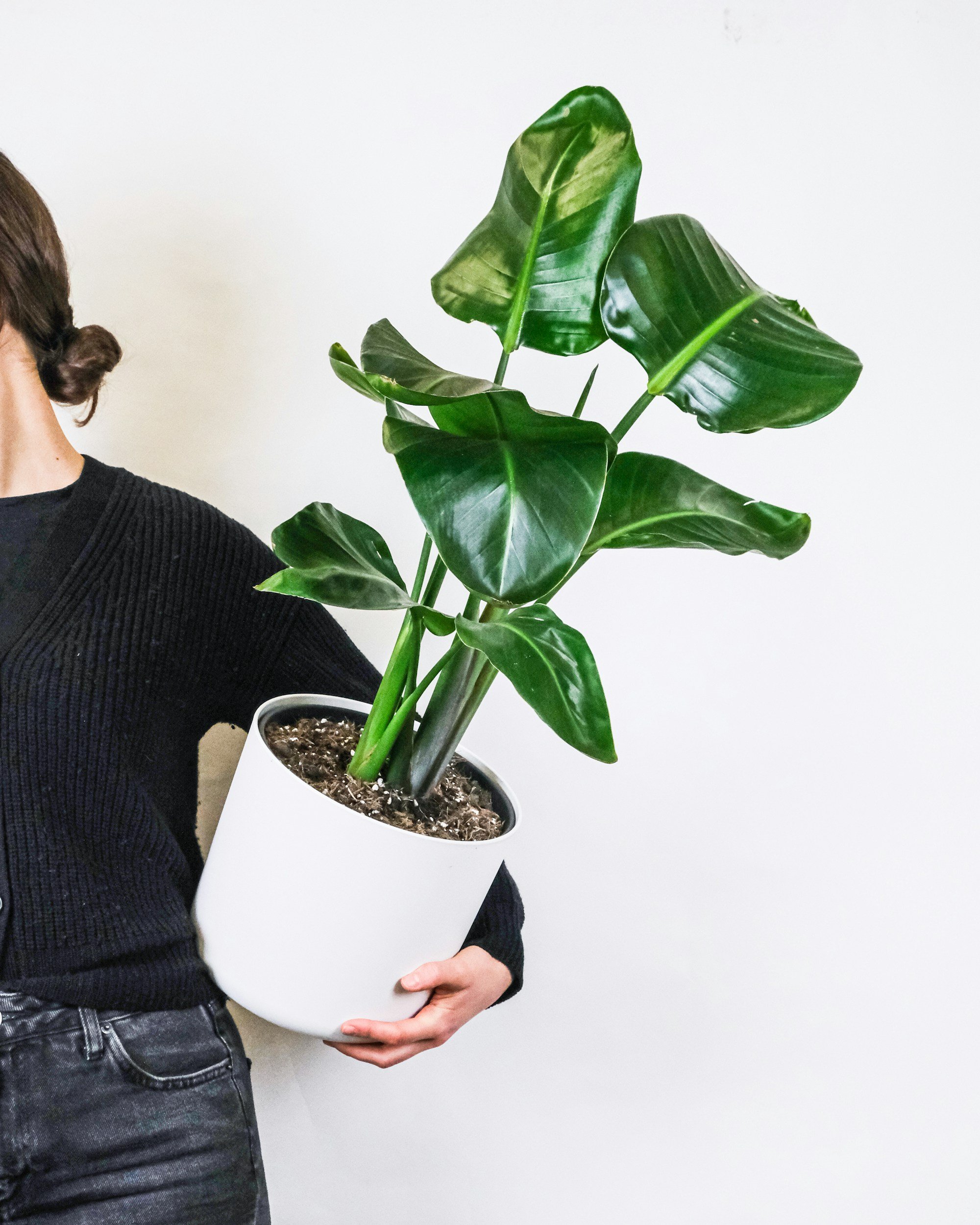 Person holding a white pot with a tall green leafy plant, against a plain white background.