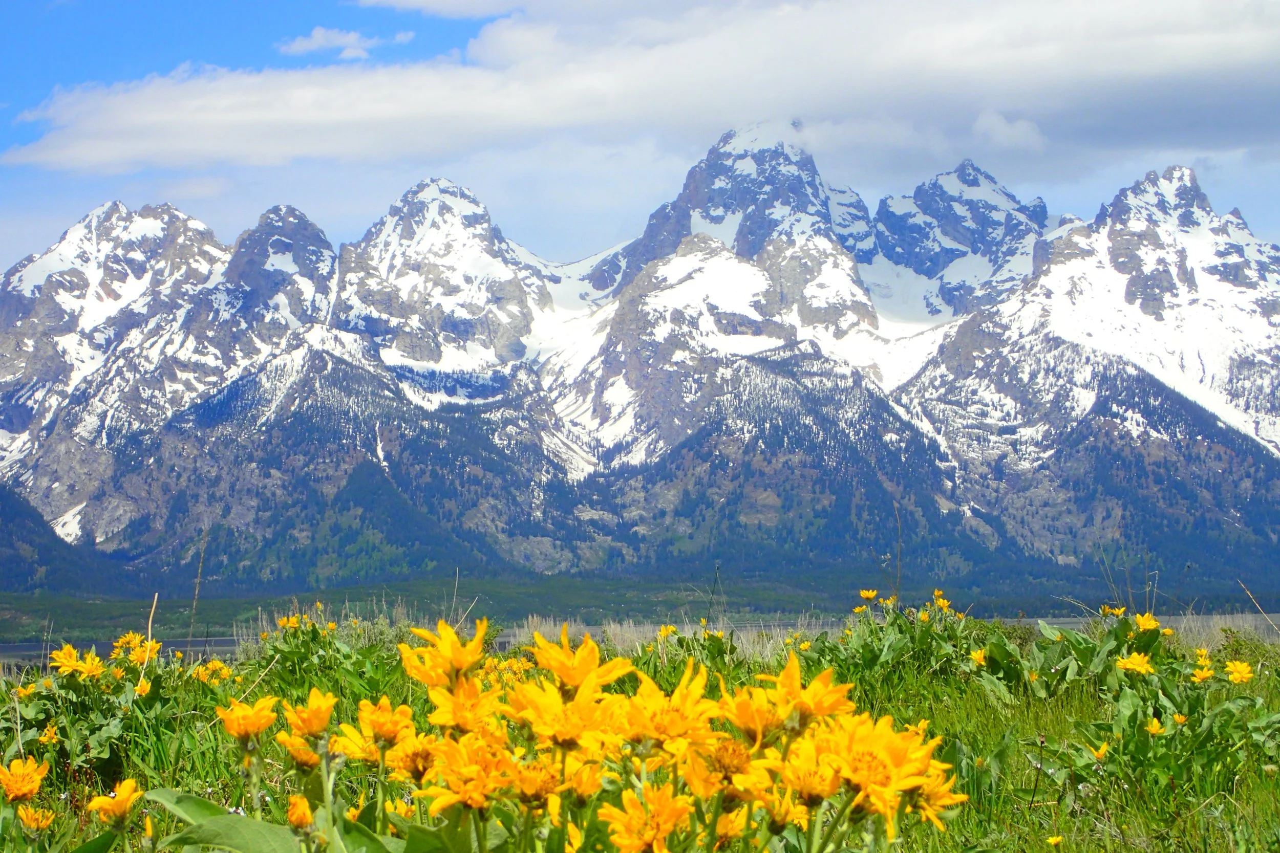 Snow-capped mountains behind a green field with yellow flowers in the foreground.