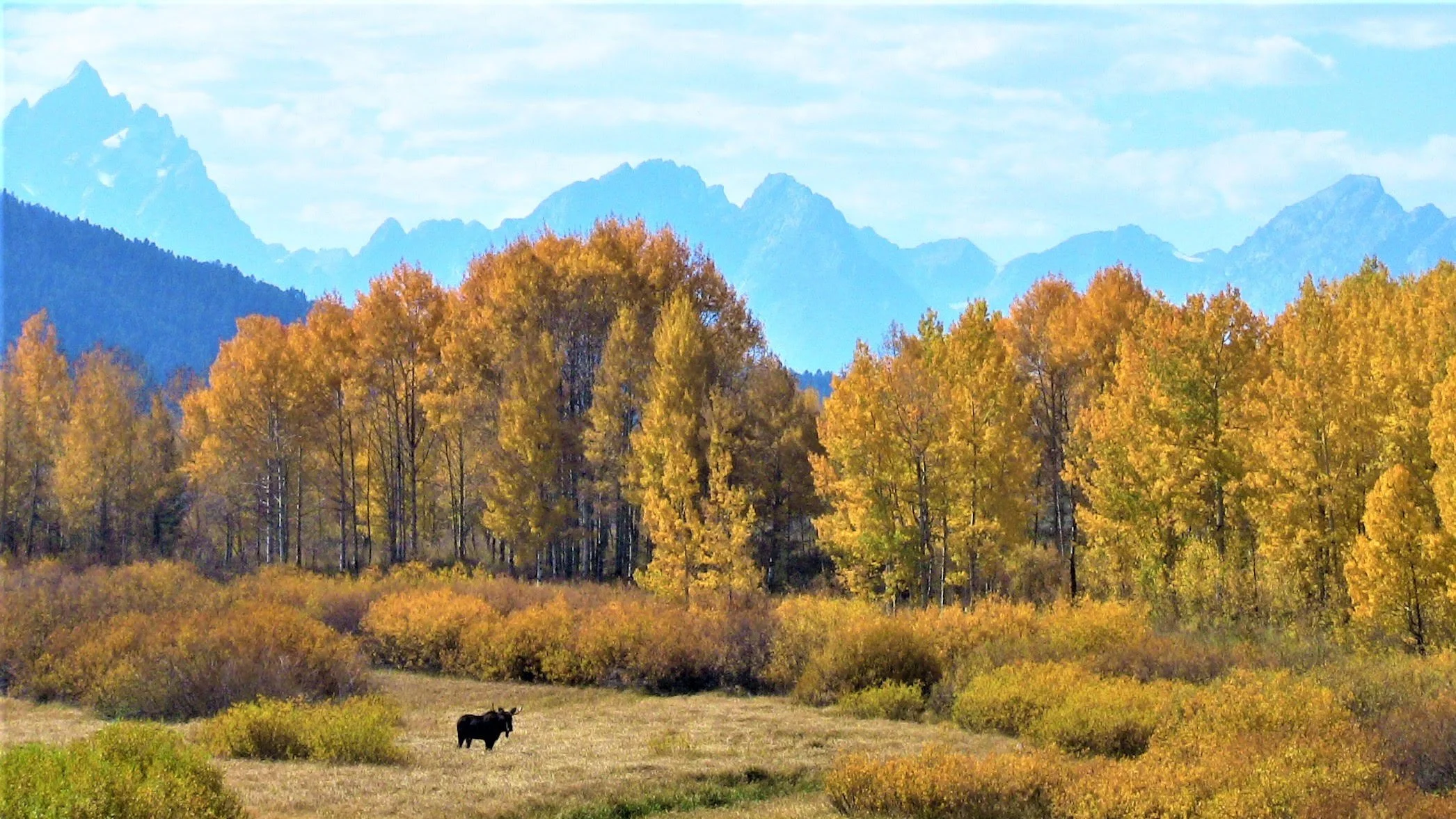 A scenic landscape of a mountain range with snowy peaks in the background, surrounded by a forest of autumn-colored trees in shades of yellow and orange. In the foreground, a grassy field with a black cow grazing.