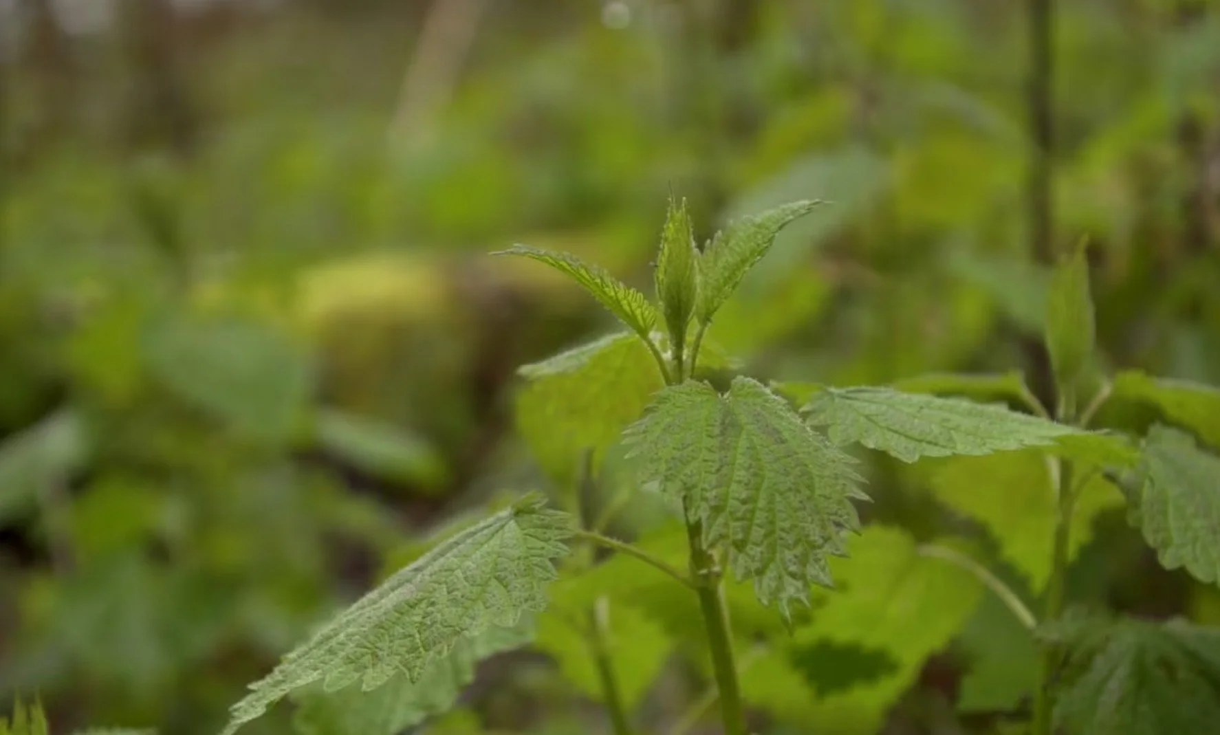 Our foods are our teachers