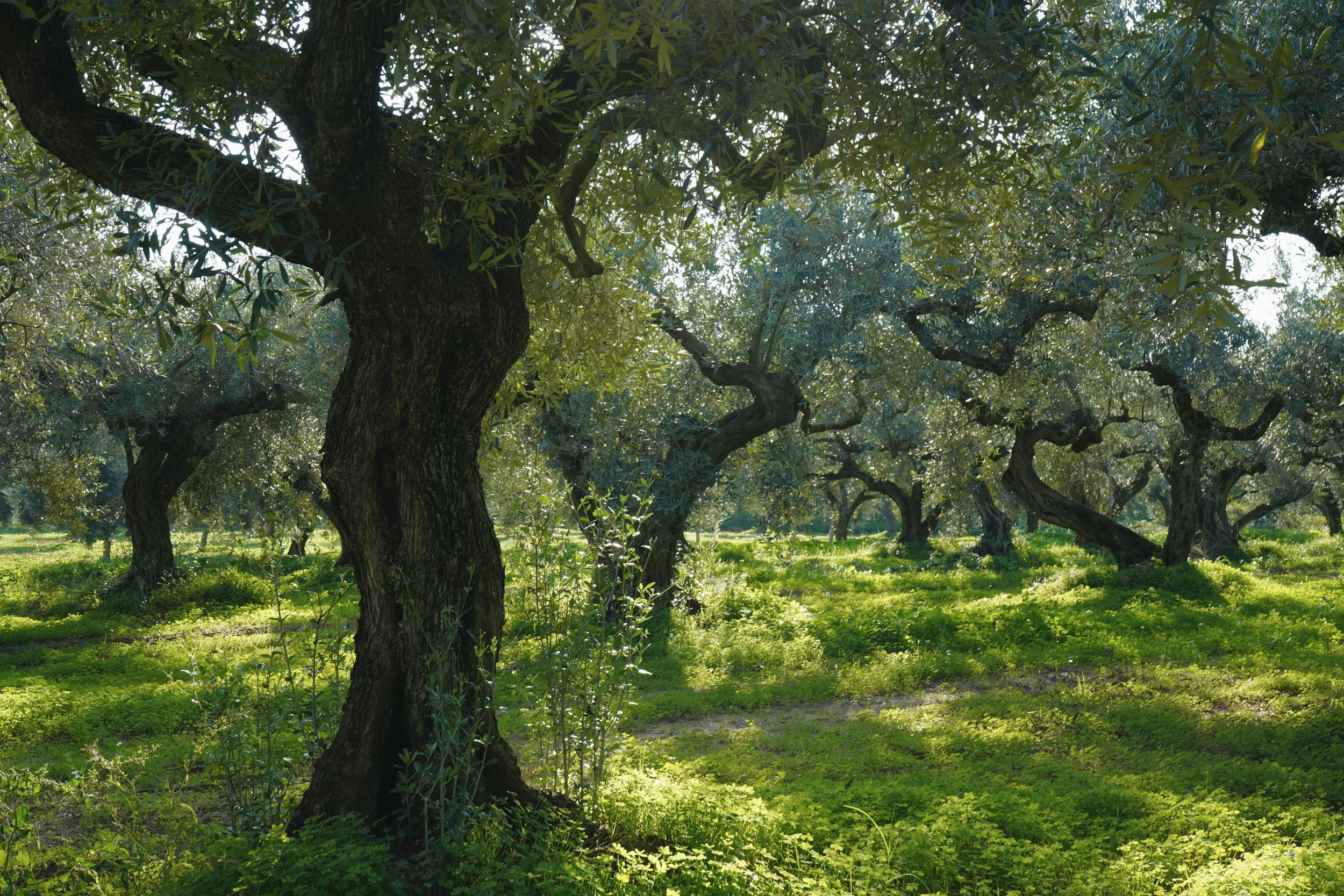 12-Week Brain & Body Reset for High Achievers