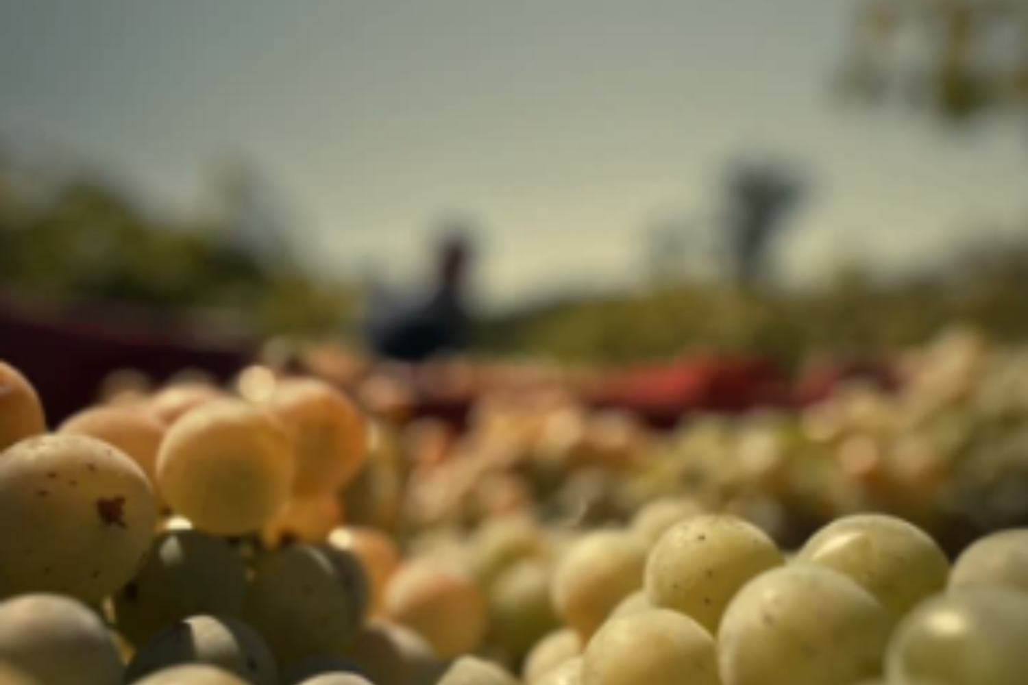 When Climate Breaks the Calendar: The New Reality of Wine Logistics