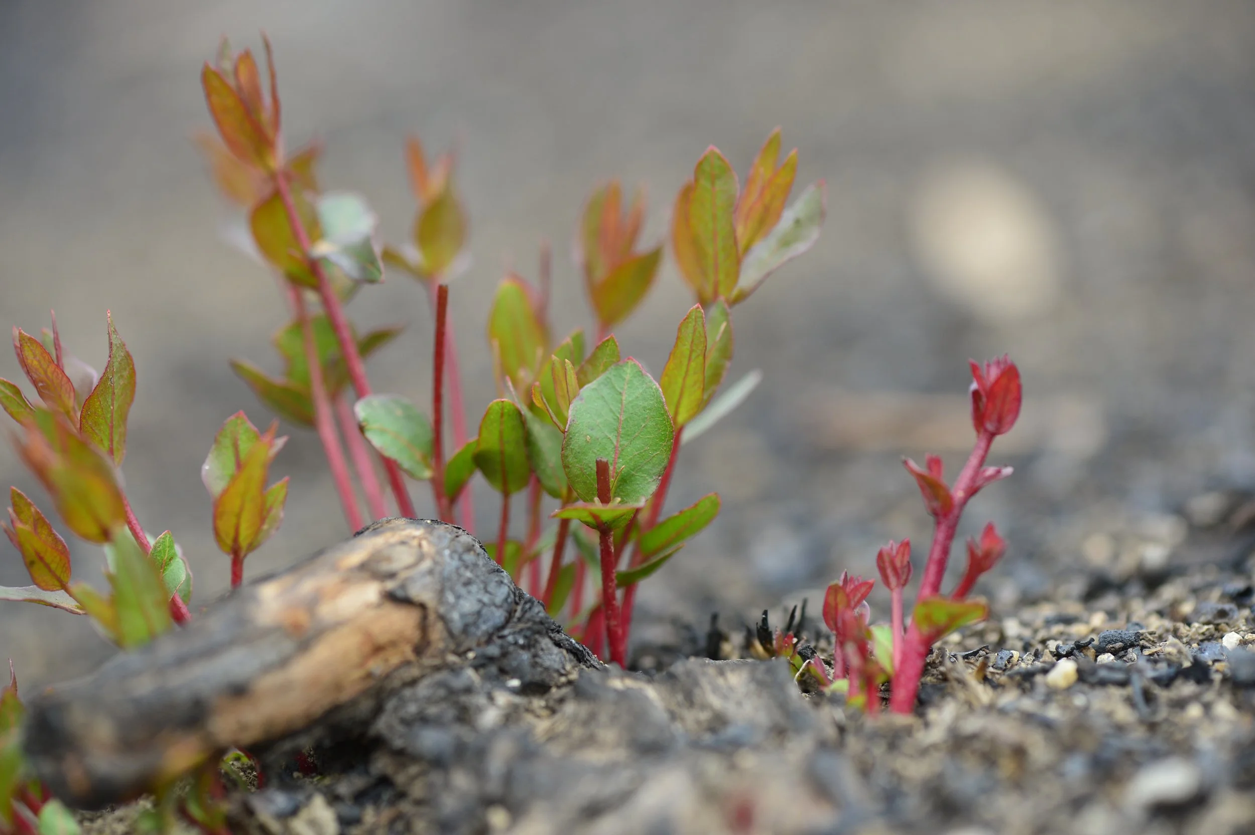 Blue Mountains Post Bushfires