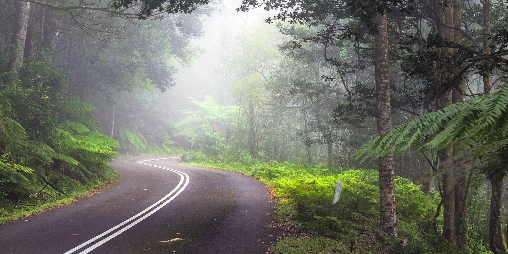Misty Road on Mt Wilson