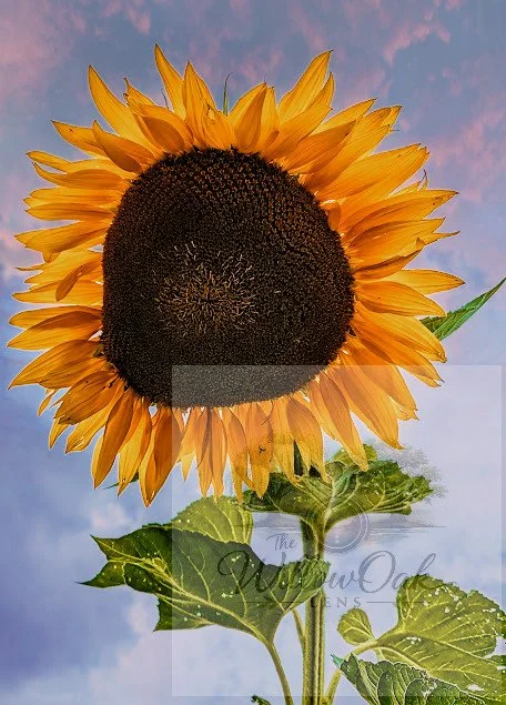 Sunflower1WaterMark.jpg
