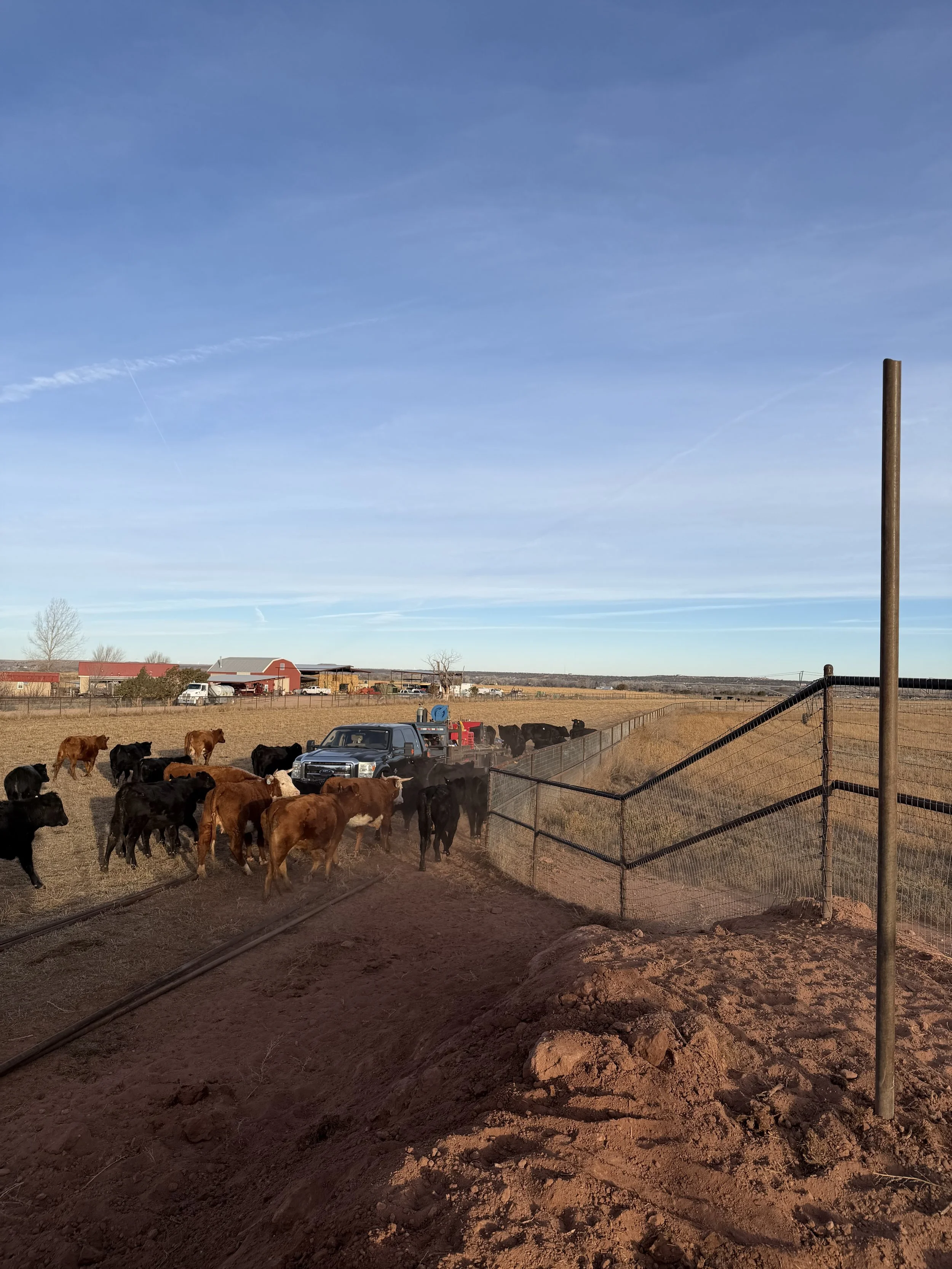 Cattle gathering near a no climb fence on a farm, with a pickup truck and farm buildings in the background under a clear blue sky.