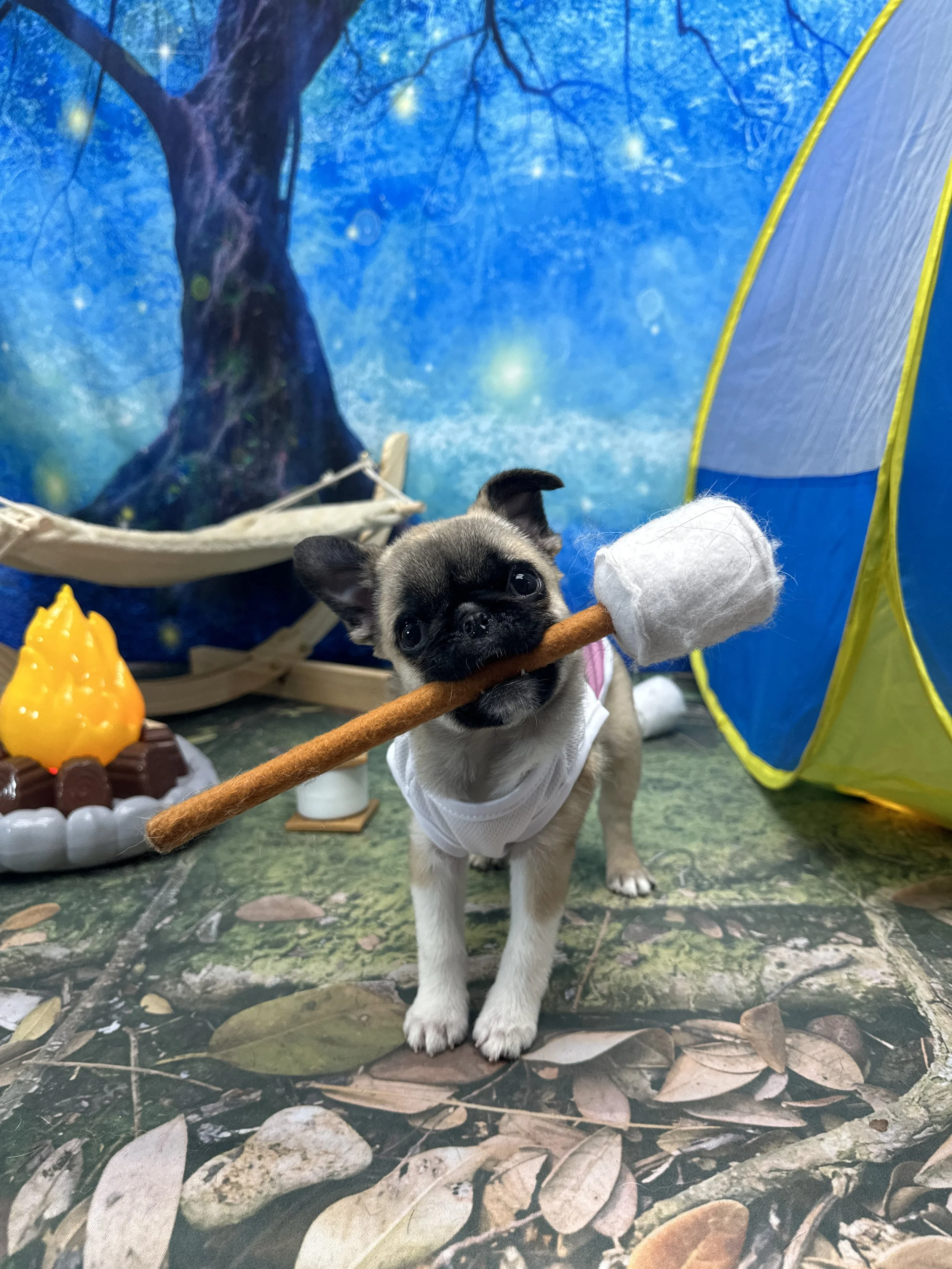A small puppy holding a toy hammer in its mouth, standing on a forest floor with a blue and green camping tent behind it, and a blue nature-themed backdrop with trees and stars.
