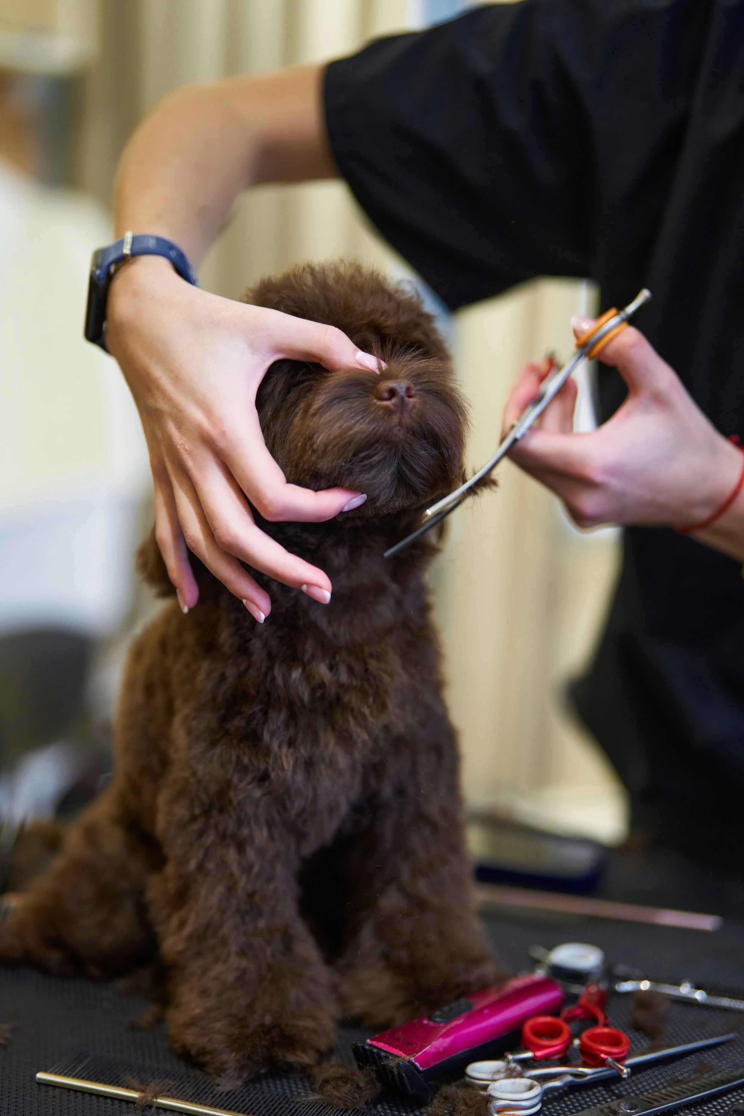 A person preparing to give a brown, fluffy puppy a haircut or grooming, holding its face with one hand and a grooming tool in the other. Various grooming supplies are on a black mat in front of the puppy.