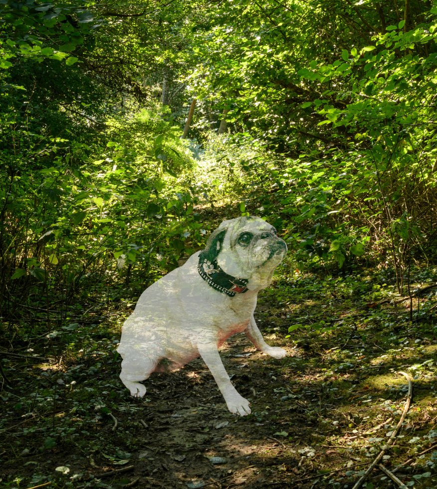 A French Bulldog sitting on a forest trail surrounded by green foliage and trees.