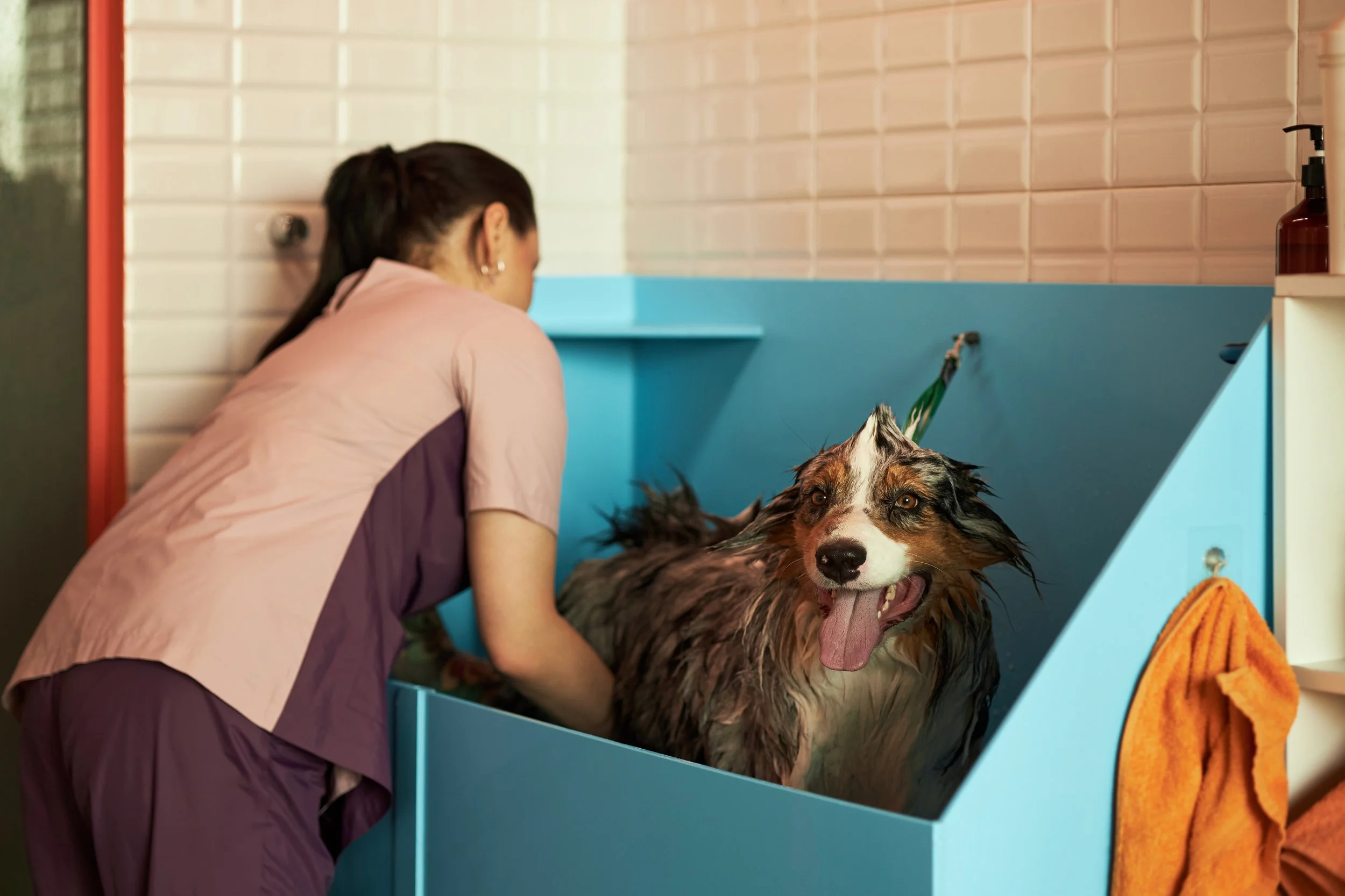 A woman in scrubs giving a bath to a large Australian Shepherd dog in a blue tub at a pet grooming salon.