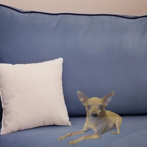 A small Chihuahua dog lying on a blue couch next to a white pillow.