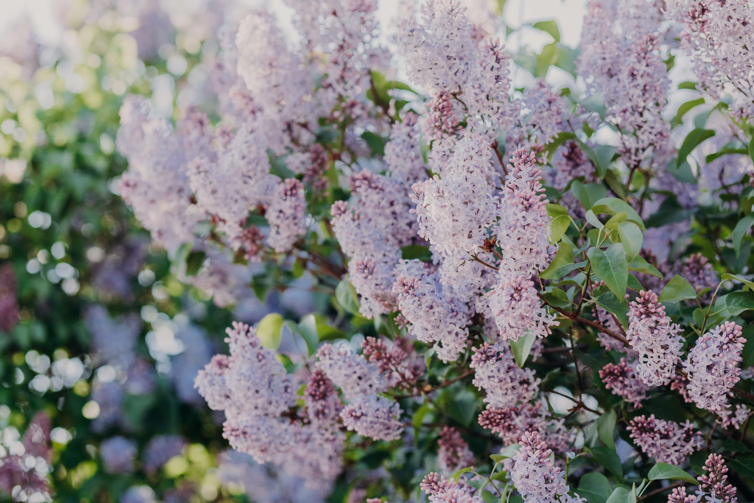 Clusters of light purple lilac flowers in full bloom with green leaves, illuminated by sunlight.