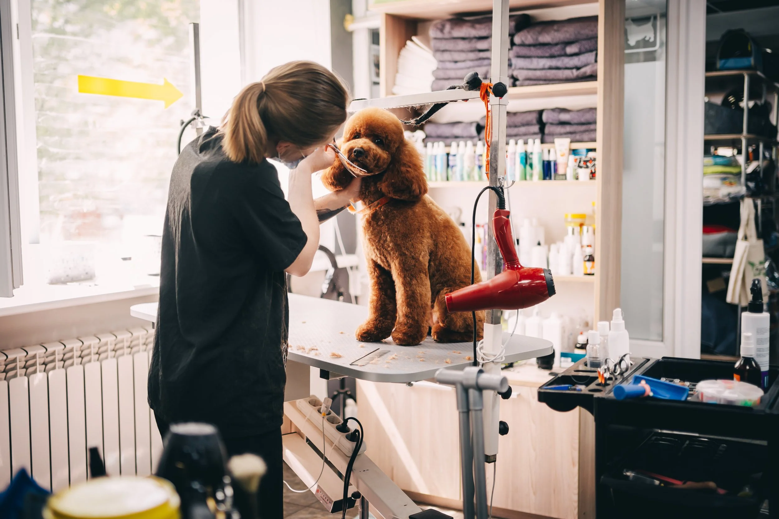 A woman grooming a brown poodle on a grooming table at a pet grooming salon.