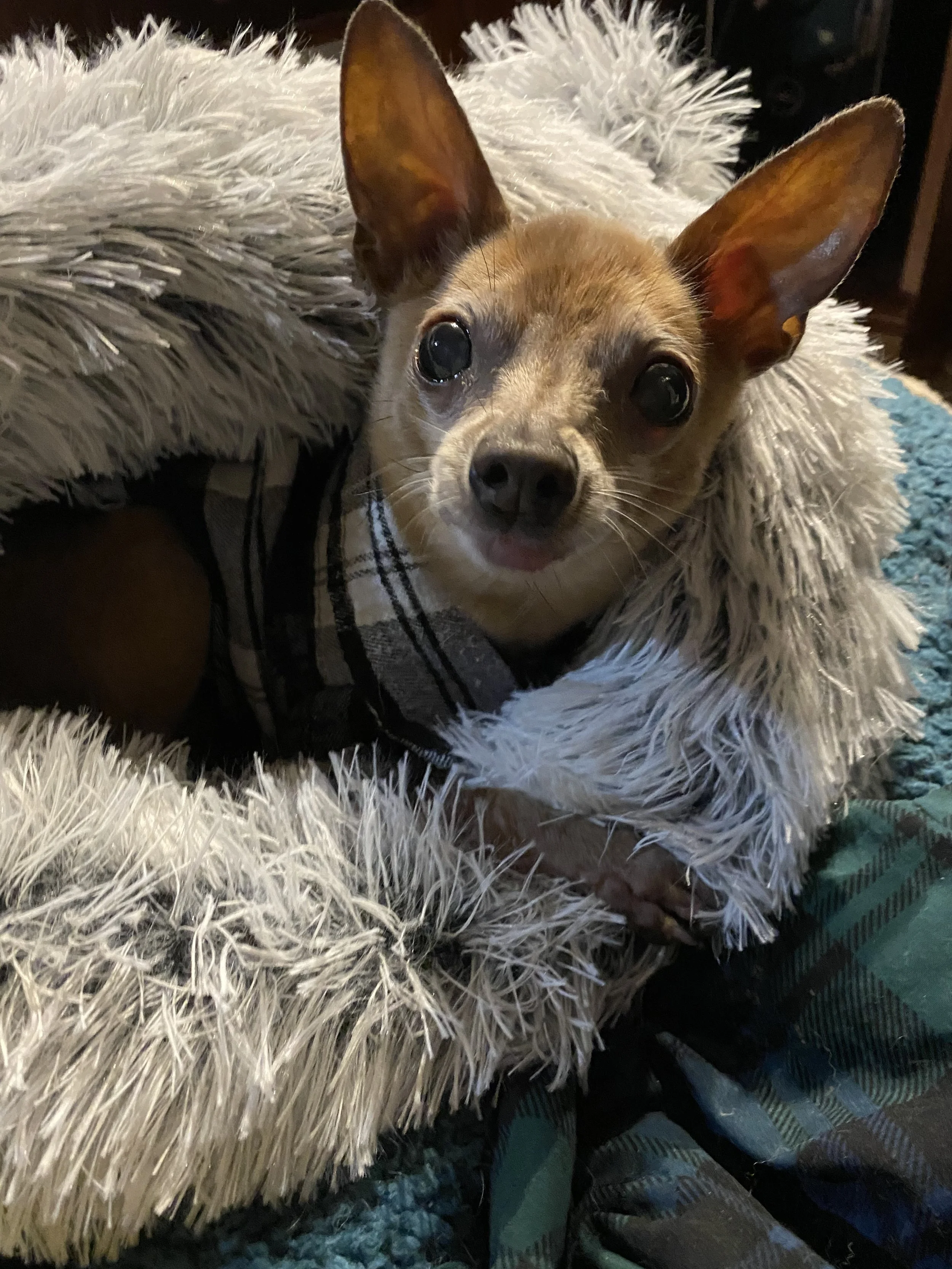 Close-up of a small dog with large ears and dark eyes, lying on a fluffy white blanket, with a person wearing striped pants nearby.