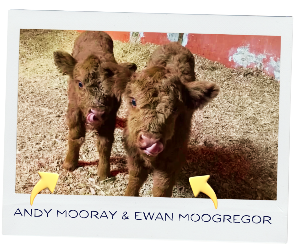 Two brown young calves standing on dirt inside a barn with a red wall in the background.