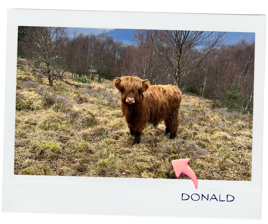 A Highland cow standing on a grassy hillside with trees and mountains in the background.