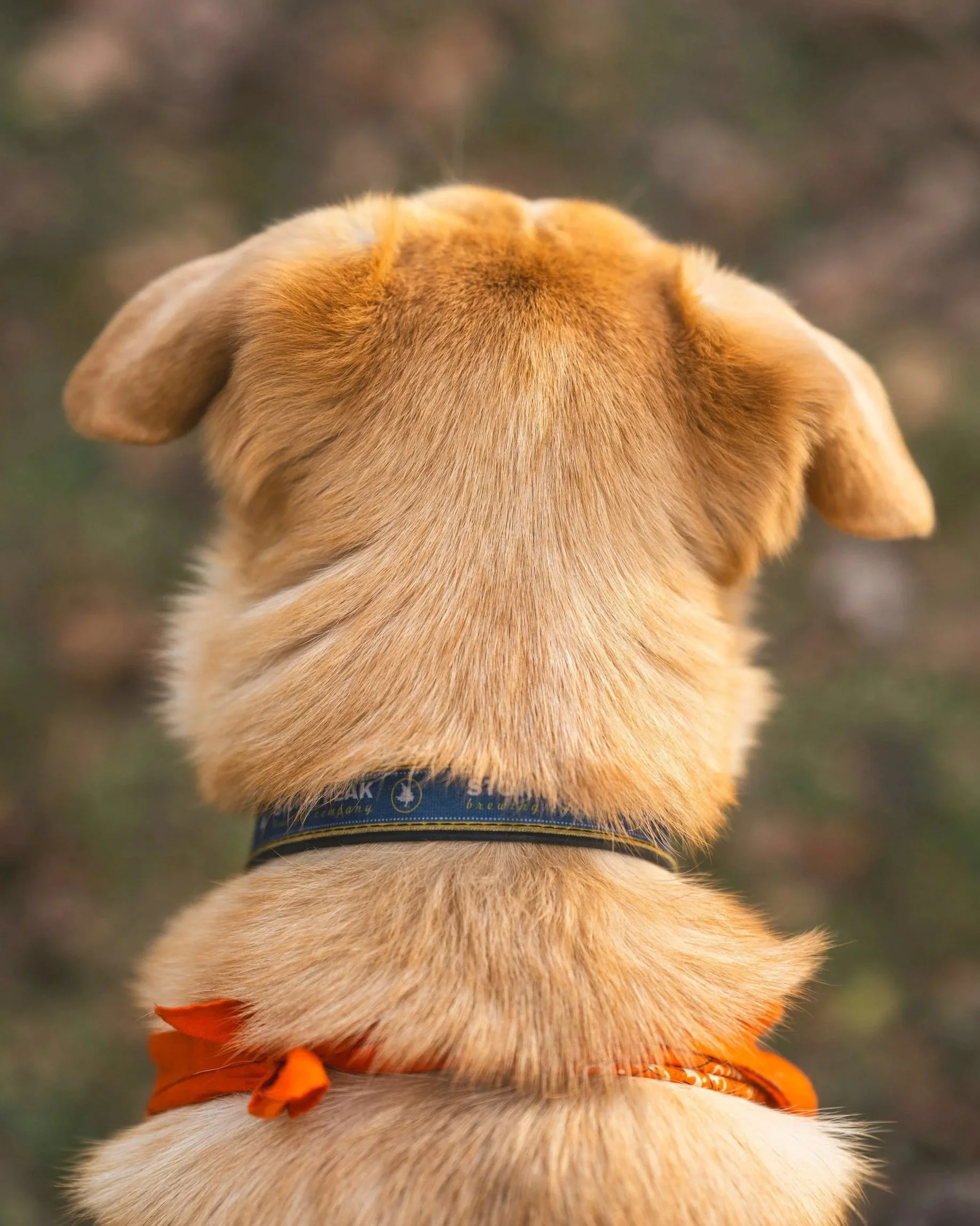 Back of a golden retriever dog with an orange bandana and a dark collar, outdoors on a grassy ground.