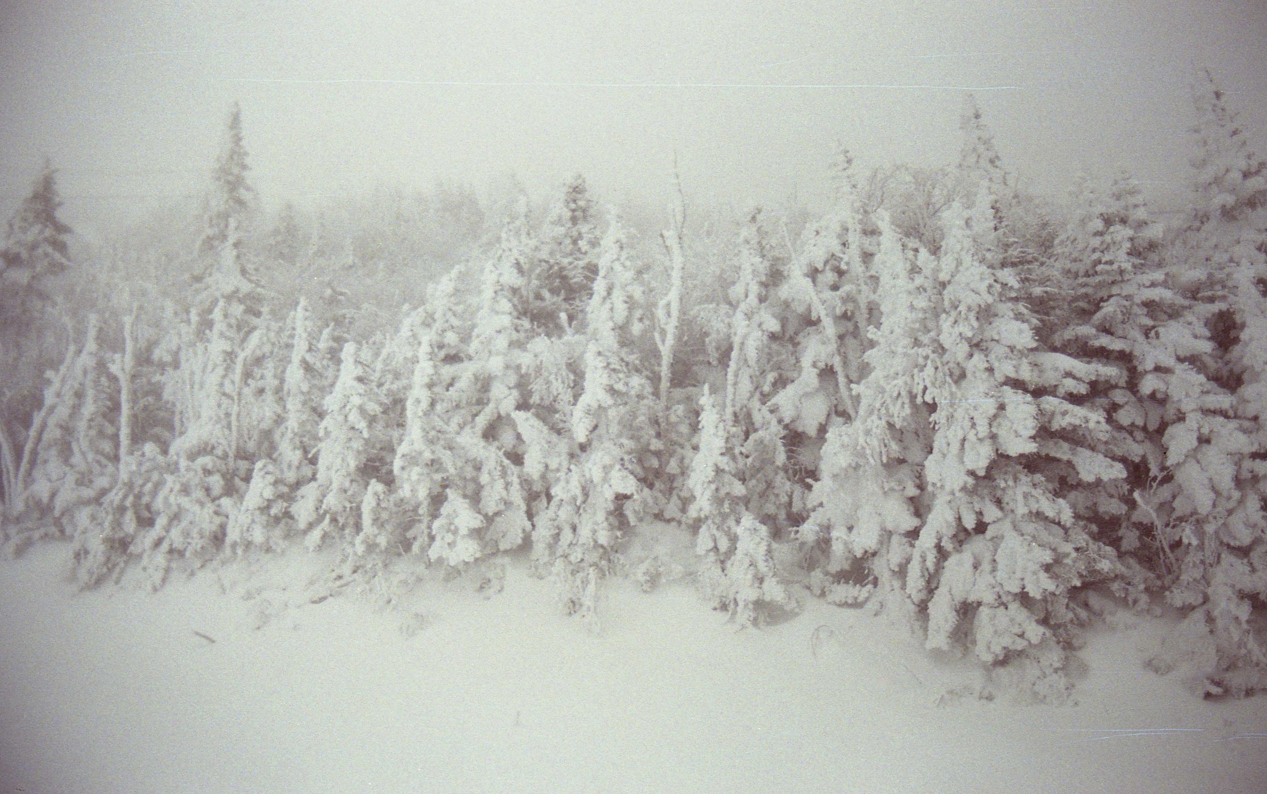 Snow-covered trees in a foggy winter landscape.