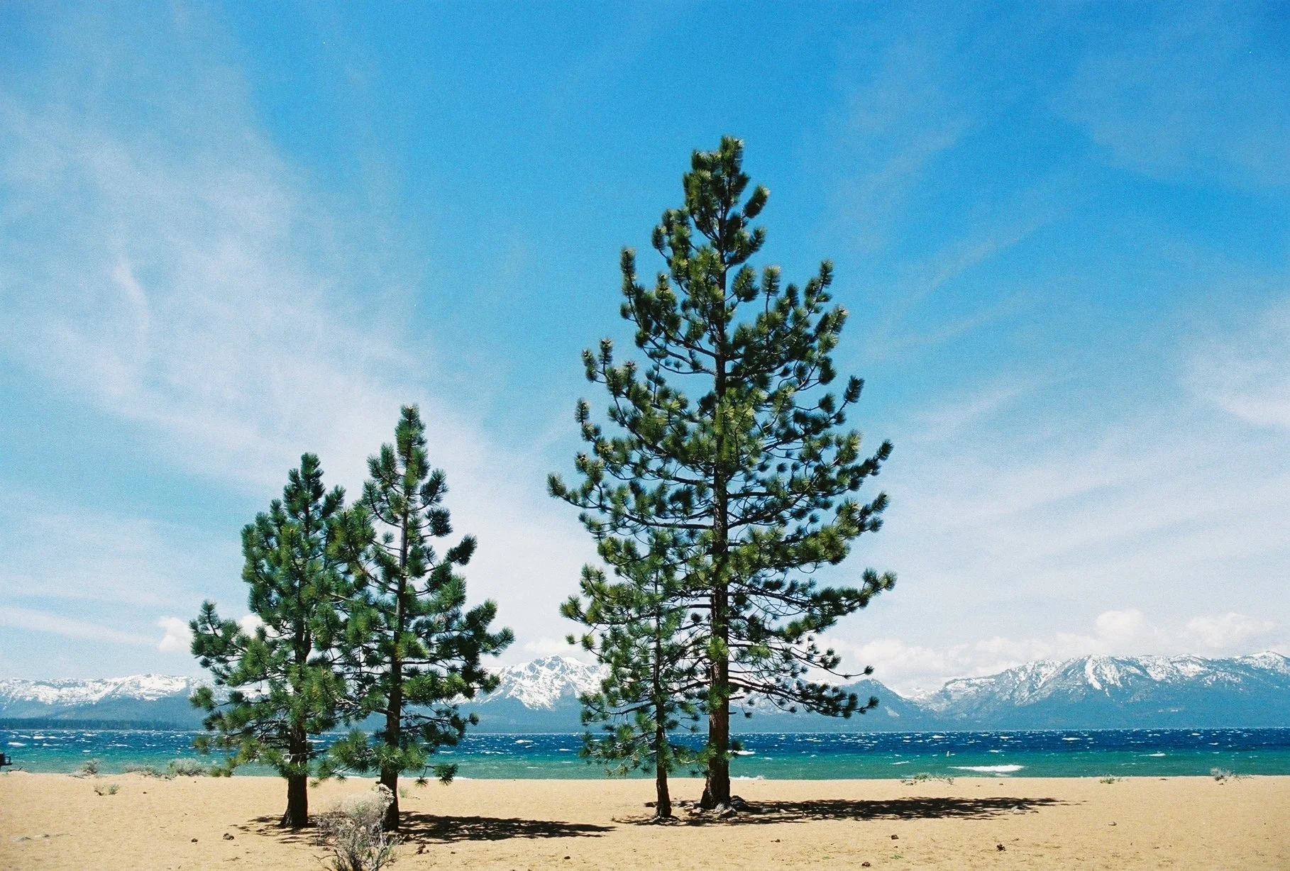 Three pine trees on a sandy beach with snow-capped mountains in the background under a blue sky.