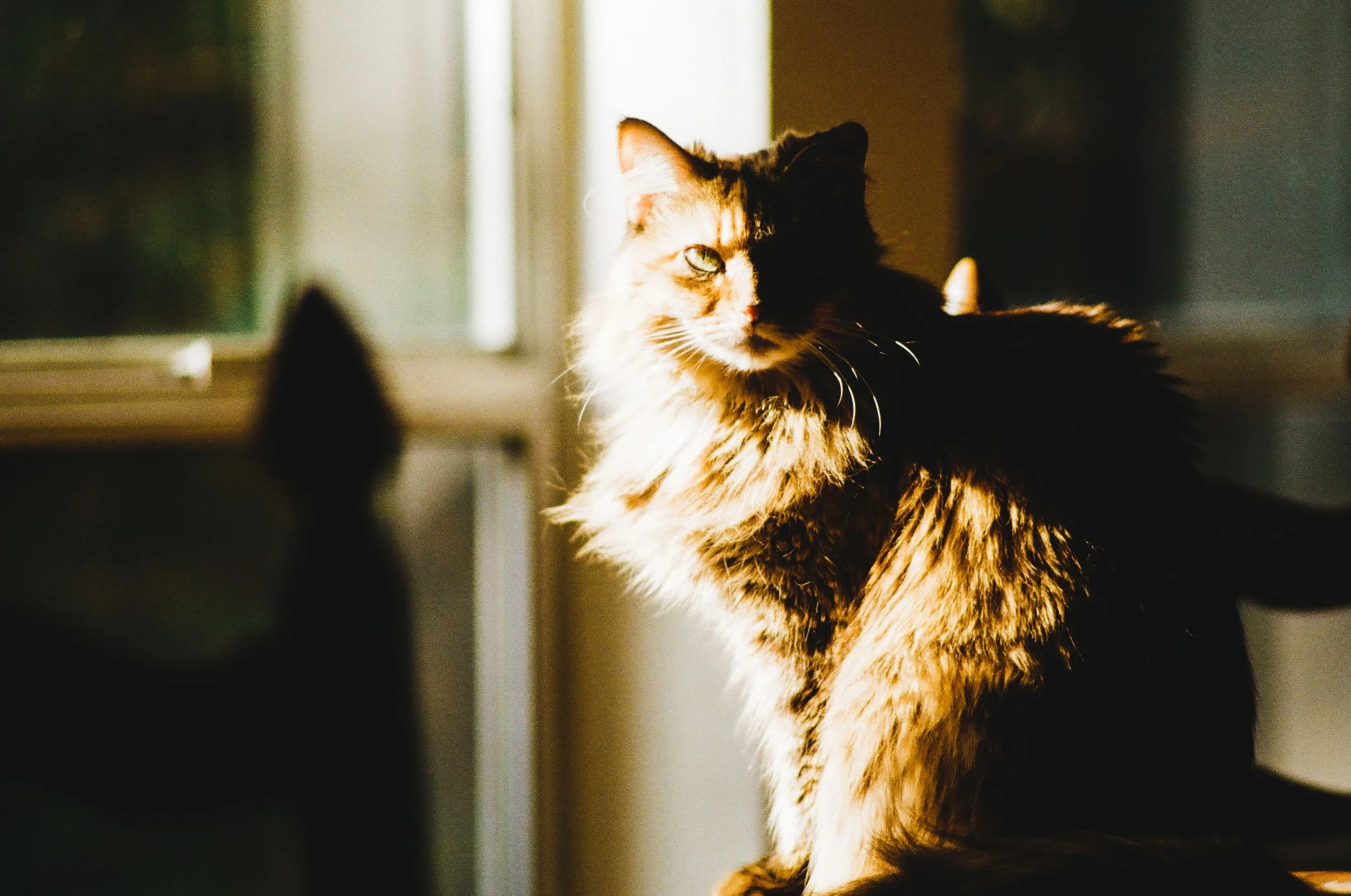 A long-haired tabby cat sitting on a surface in sunlight with a blurred cat shadow in the foreground.