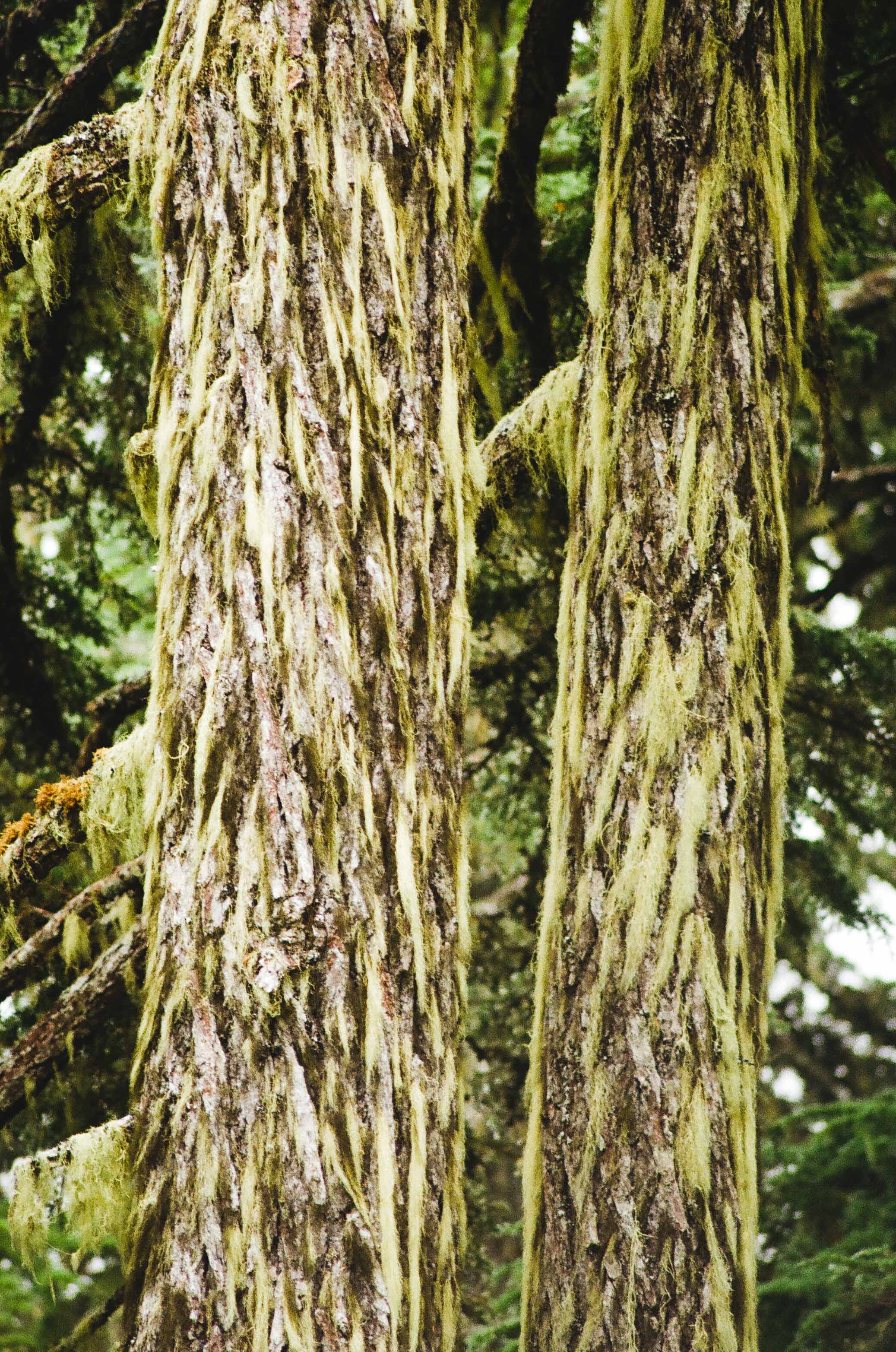 Close-up of two tree trunks with rough, ridged bark covered in yellow-green moss in a forest setting.