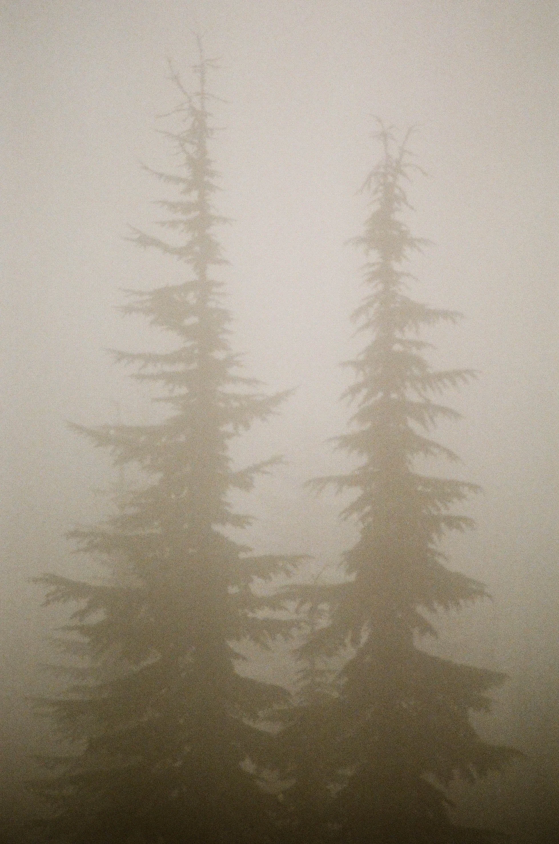 Oregon coast pine trees silhouette through fog.