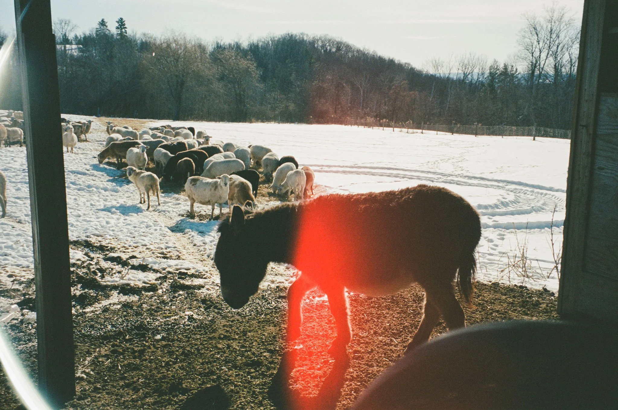 A group of sheep and lambs in a snow-covered field viewed from inside a barn, with a black sheep in the foreground and a red light flare.