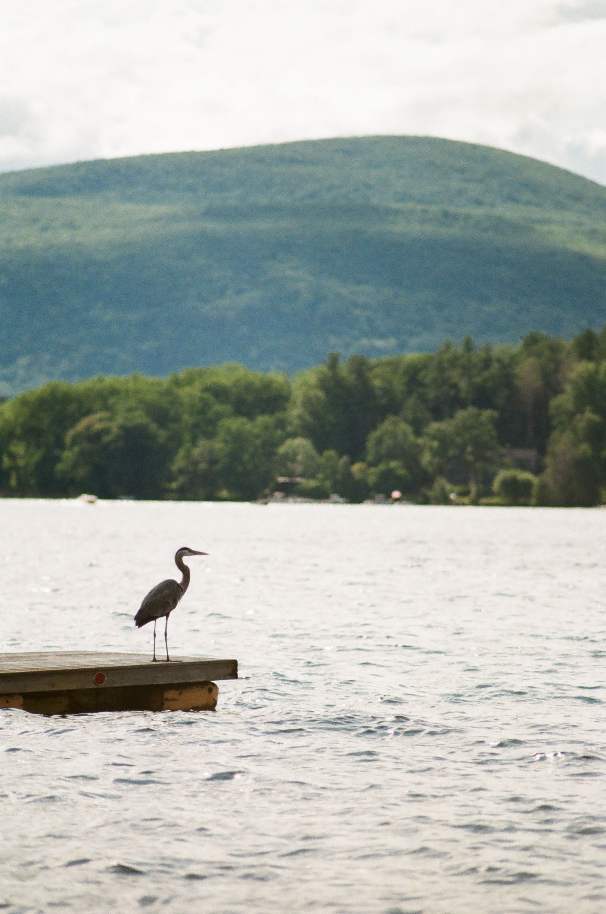A heron standing on a dock by a lake with green trees and a hill in the background.