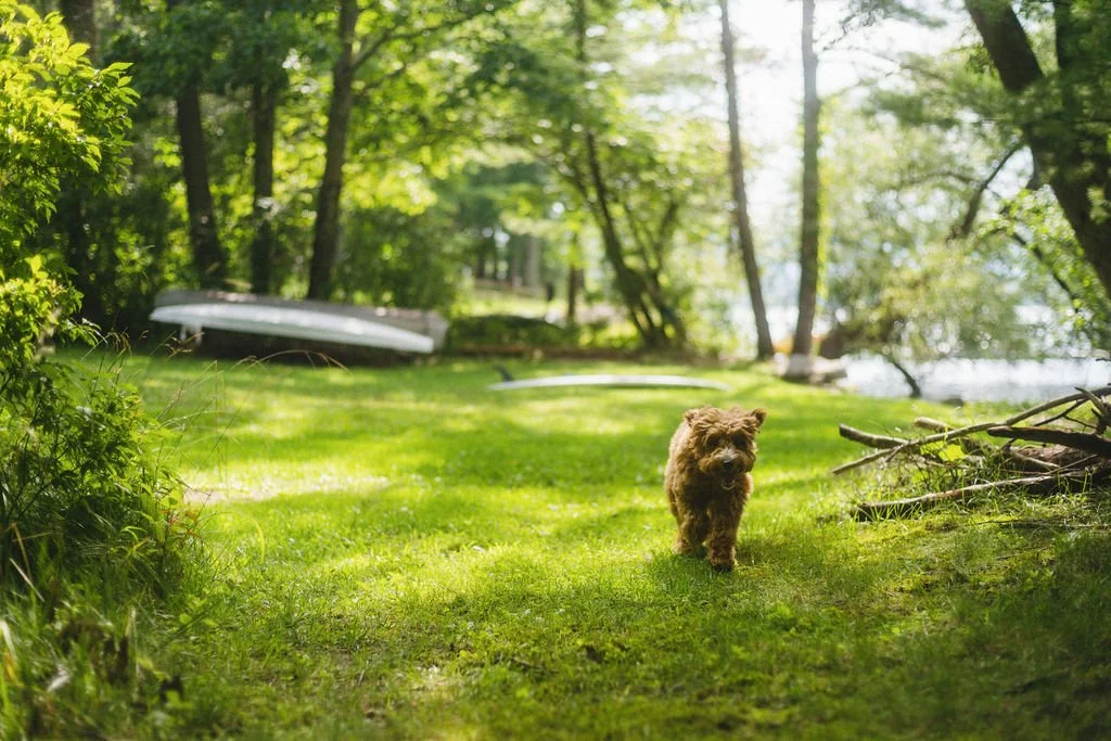 A small brown dog walking on a lush green yard with trees in the background near a body of water, and a boat and some fallen branches visible.