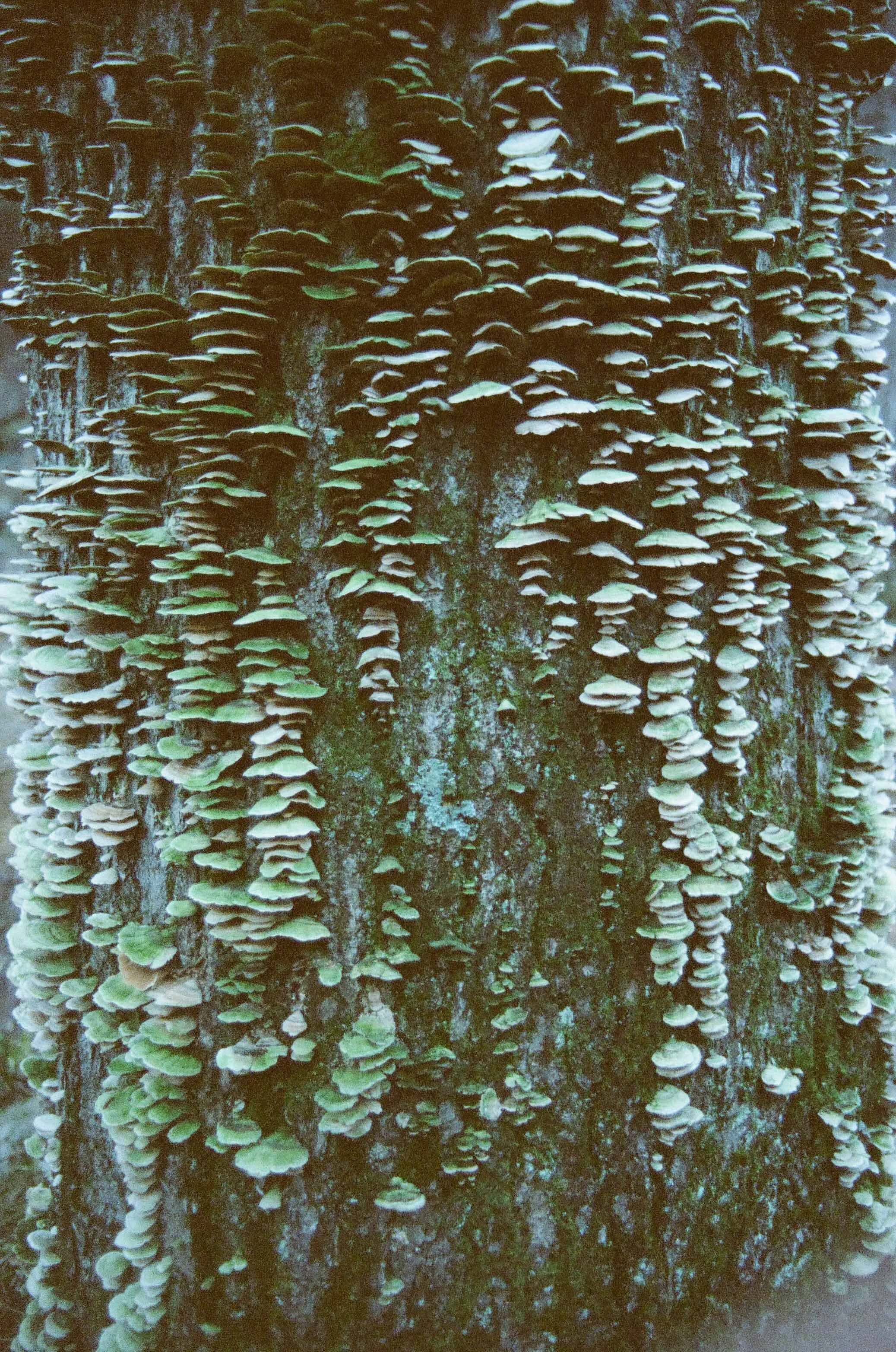 Close-up of a tree trunk covered with numerous green and brown bracket fungi or shelf mushrooms.