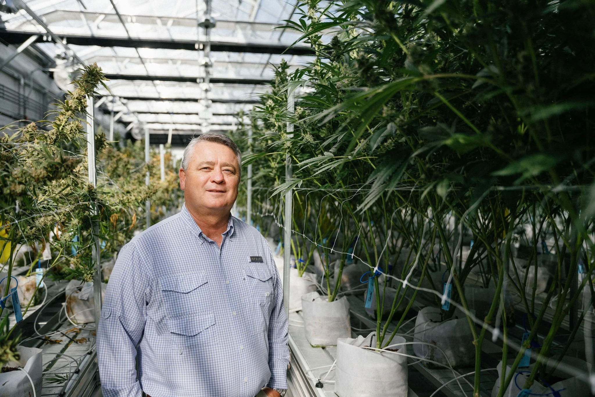 A man standing in a greenhouse surrounded by cannabis plants in large white pots.