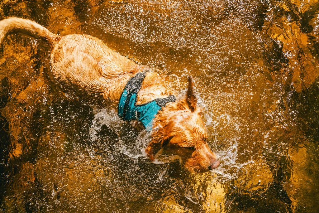 Golden retriever wearing a blue harness swimming in a shallow creek with clear water and pebbles at the bottom.