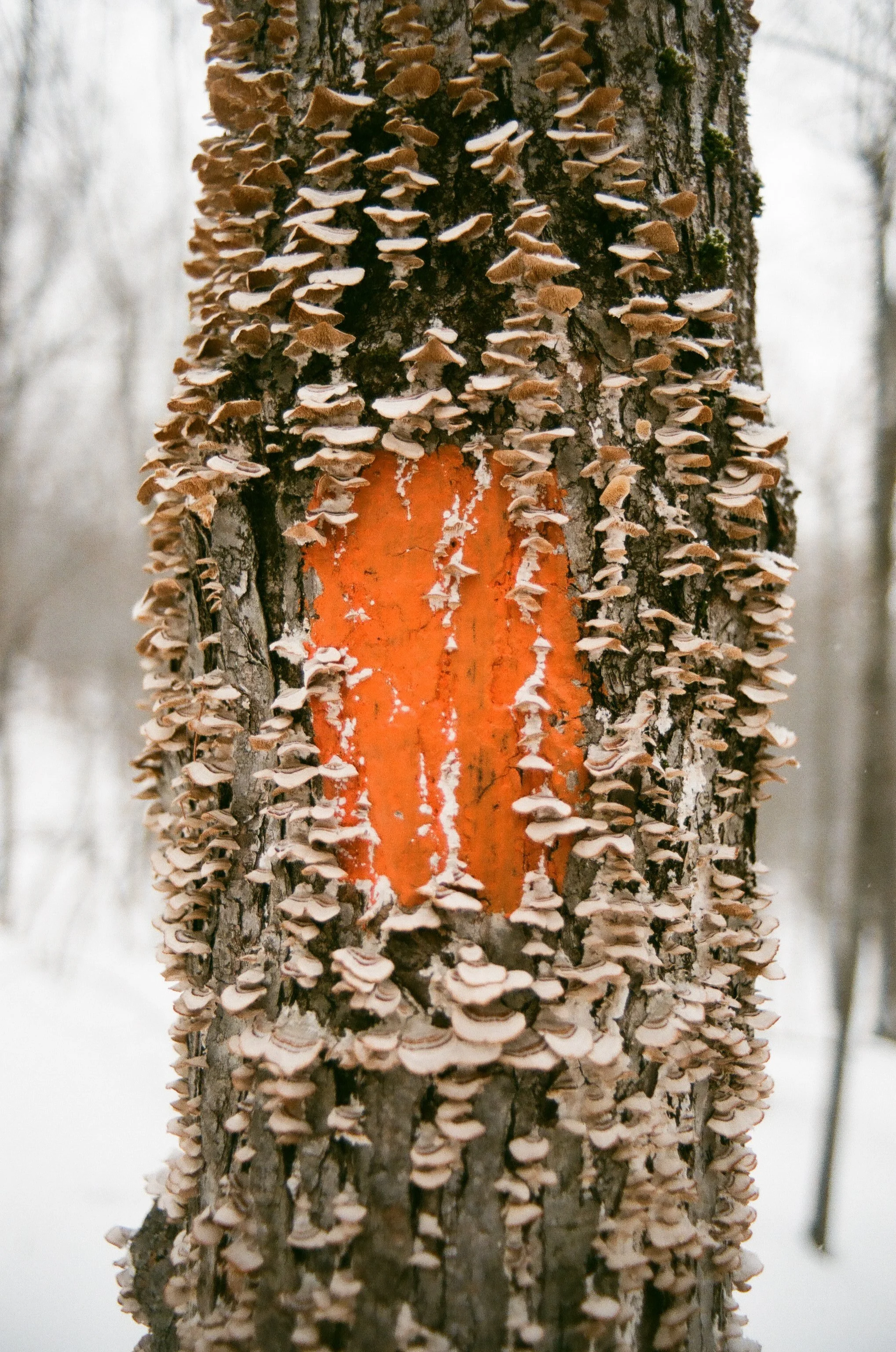 Tree trunk with orange paint mark and dense cluster of small, shelf-like fungi growing along its bark in a winter setting.