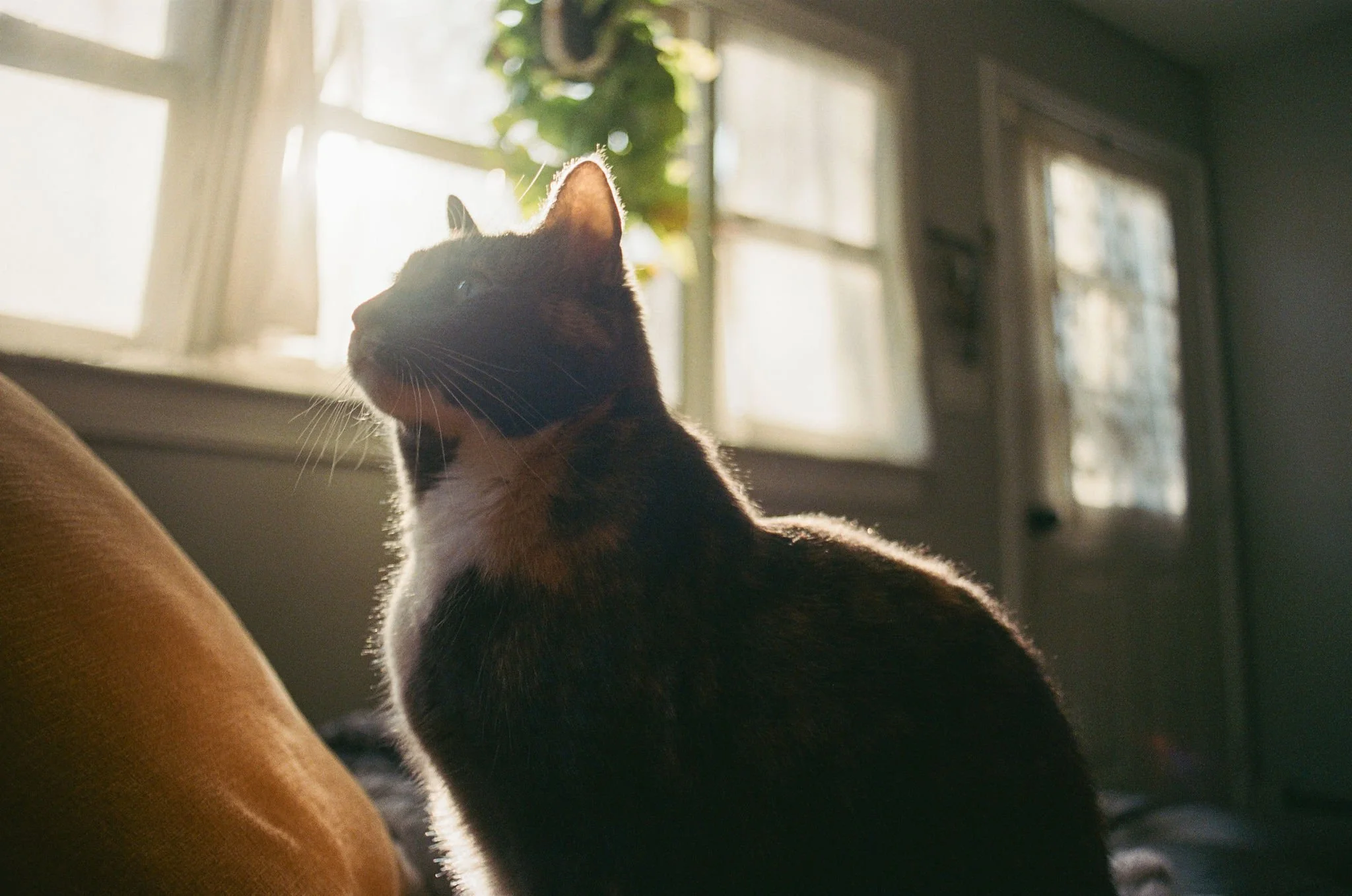 Side view of a black and white cat sitting near a window with backlighting from the sun, with some green hanging plant in the background.