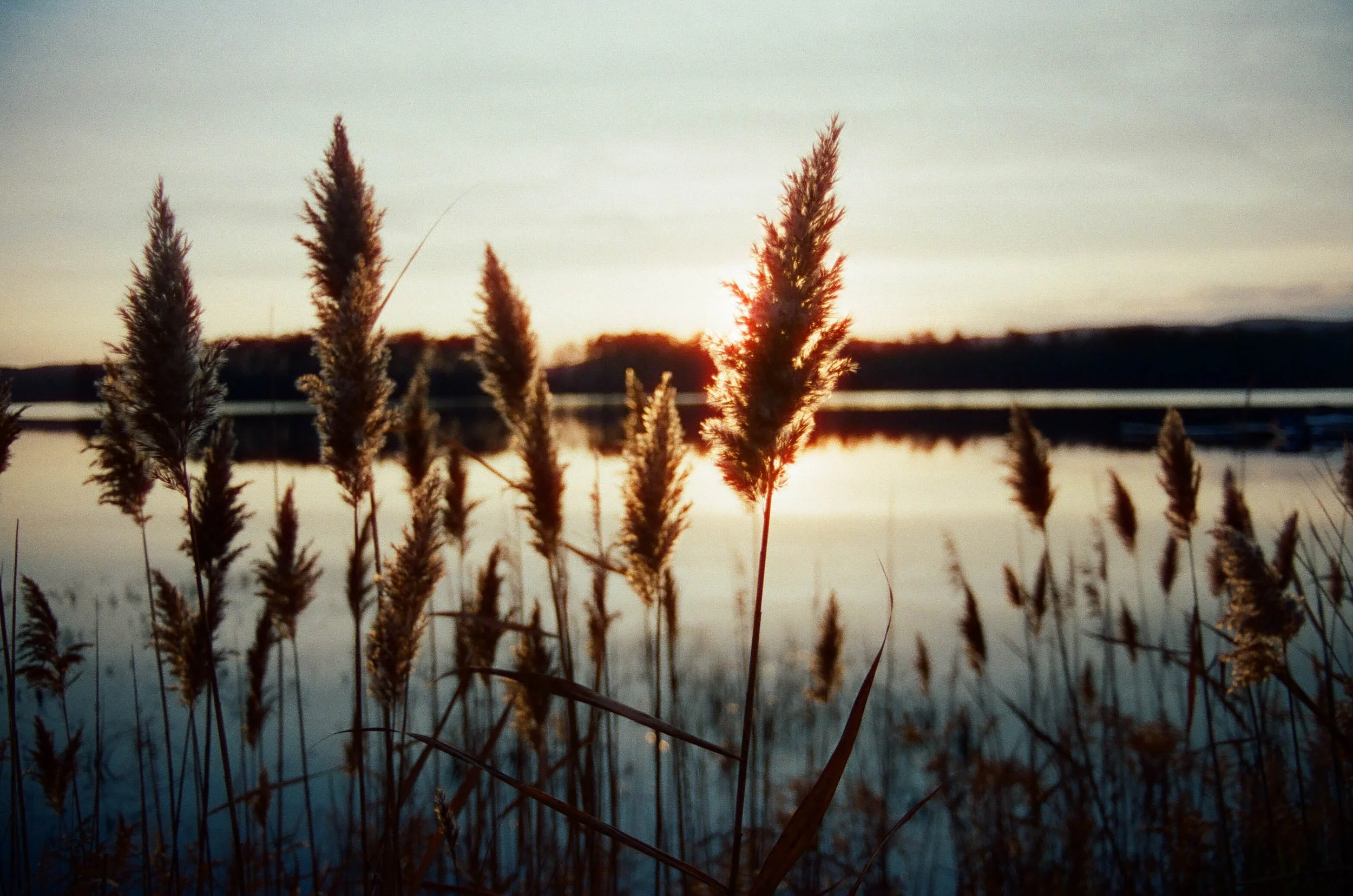 Silhouetted tall grass reeds in front of a body of water during sunset.