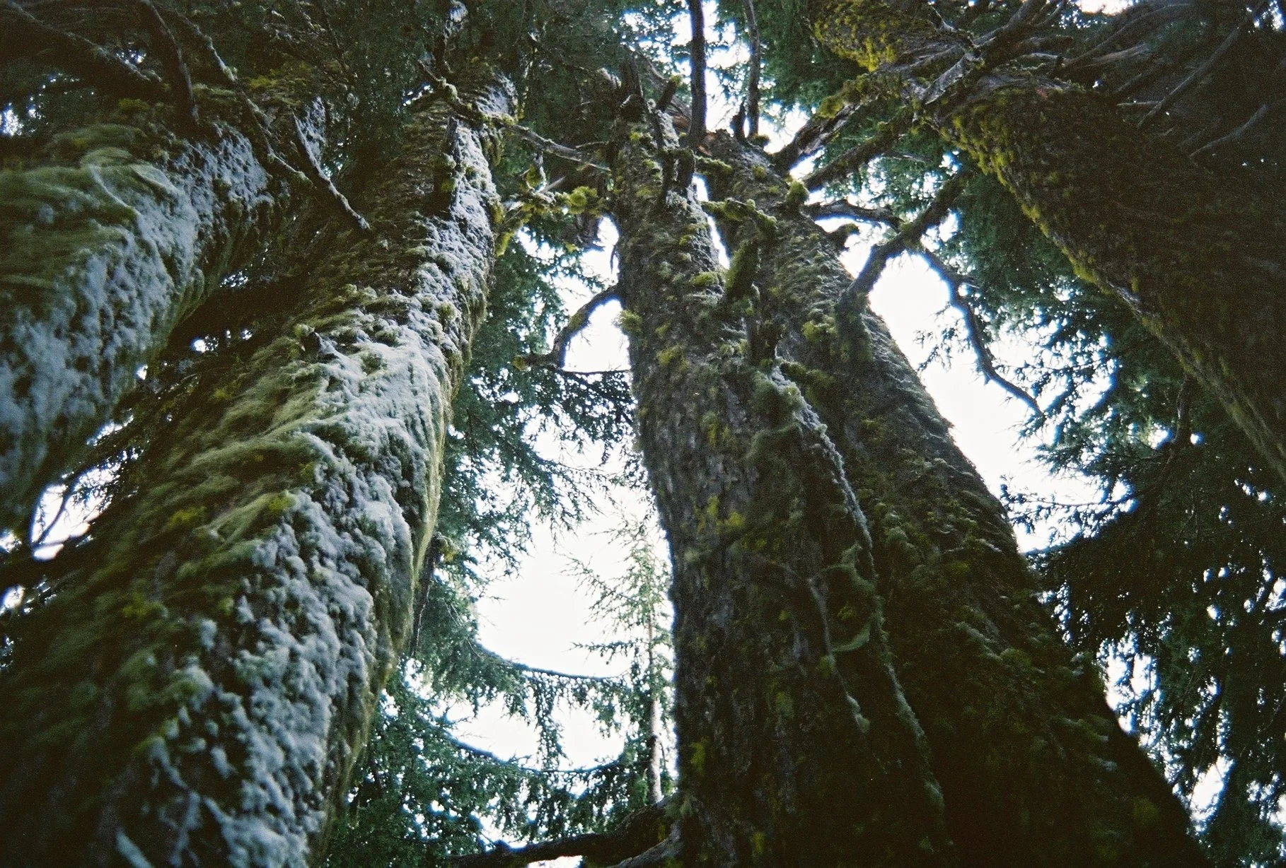 Looking up at tall moss-covered trees in a forest with green foliage.