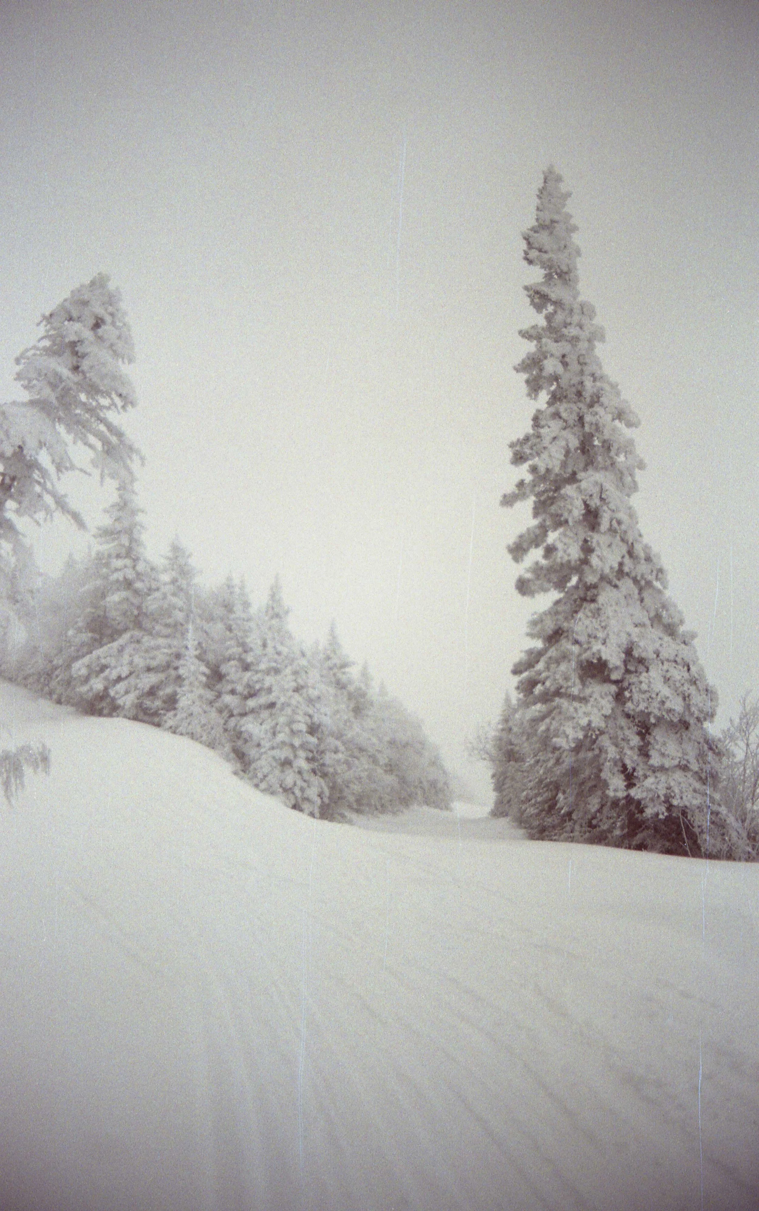 Snow-covered trees along a snowy trail in a winter landscape