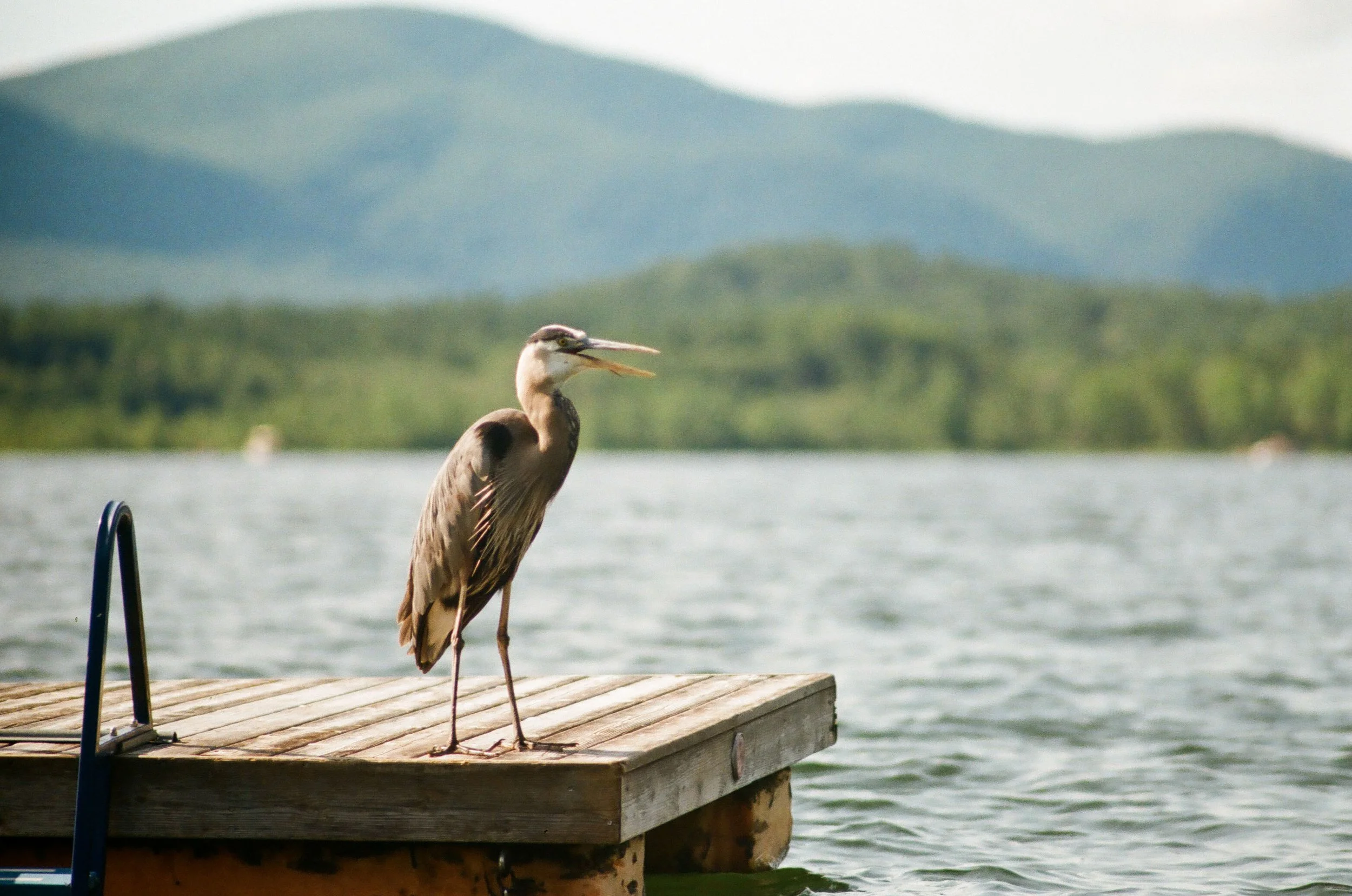 A heron standing on a wooden dock by a body of water with mountains and greenery in the background, and the heron appears to be calling or making a noise.